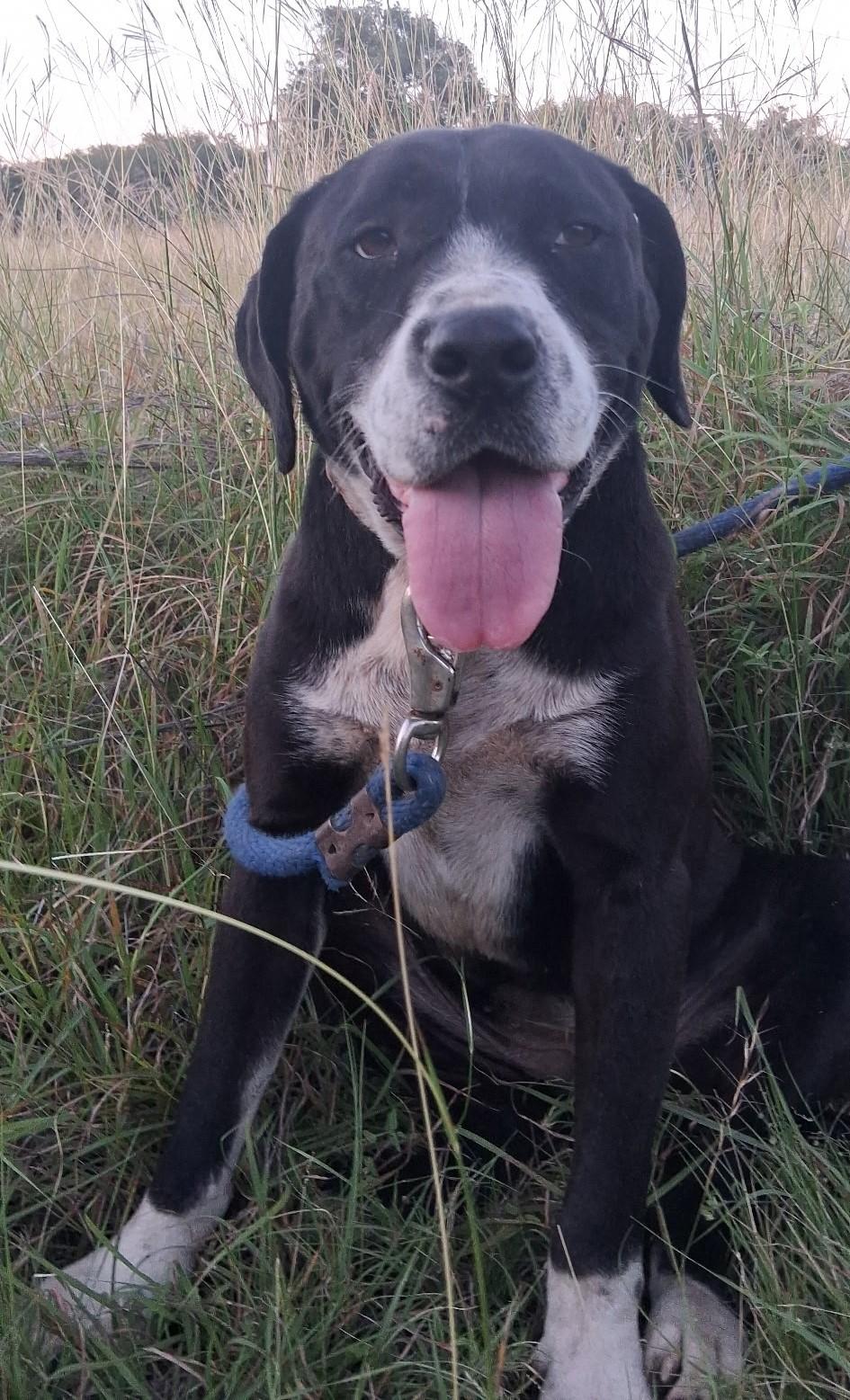 Enlarge Liberty, a Adoptable mixed breed in Boerne, TX image 3/5