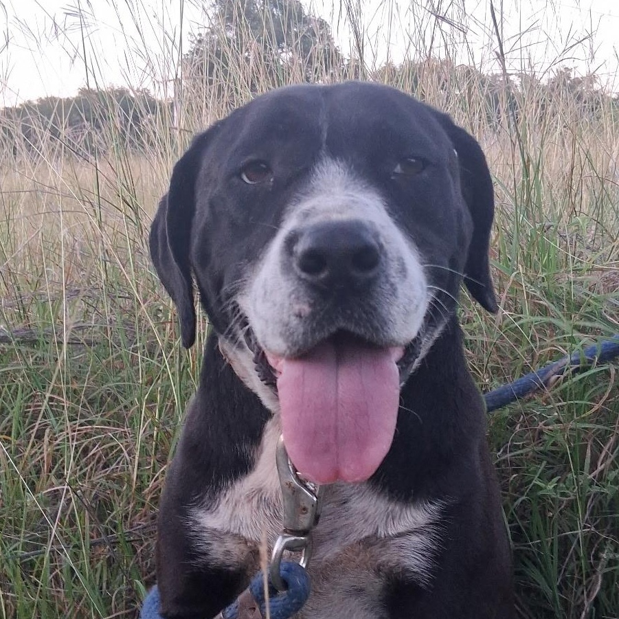 Enlarge Liberty, a Adoptable mixed breed in Boerne, TX image 1/5