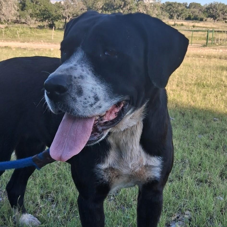 Enlarge Liberty, a Adoptable mixed breed in Boerne, TX image 4/5