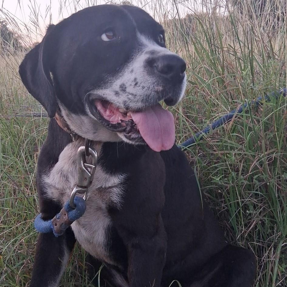 Enlarge Liberty, a Adoptable mixed breed in Boerne, TX image 2/5