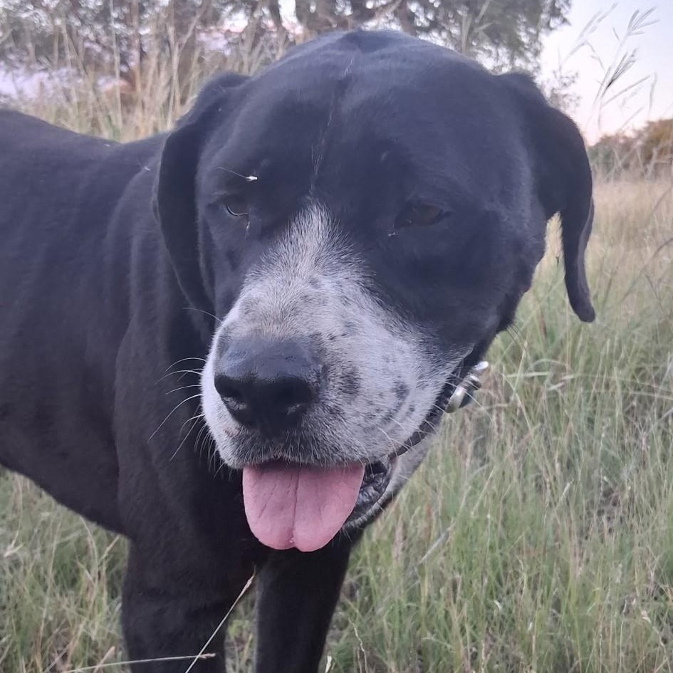 Enlarge Liberty, a Adoptable mixed breed in Boerne, TX image 5/5