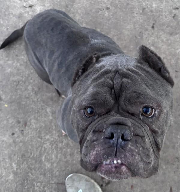 Enlarge Guava, a Adoptable mixed breed in Salem, OR image 1/2