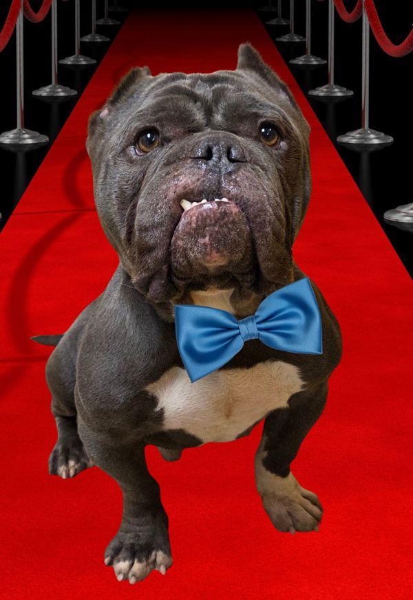 Guava, Adoptable, Senior Male American Bully.