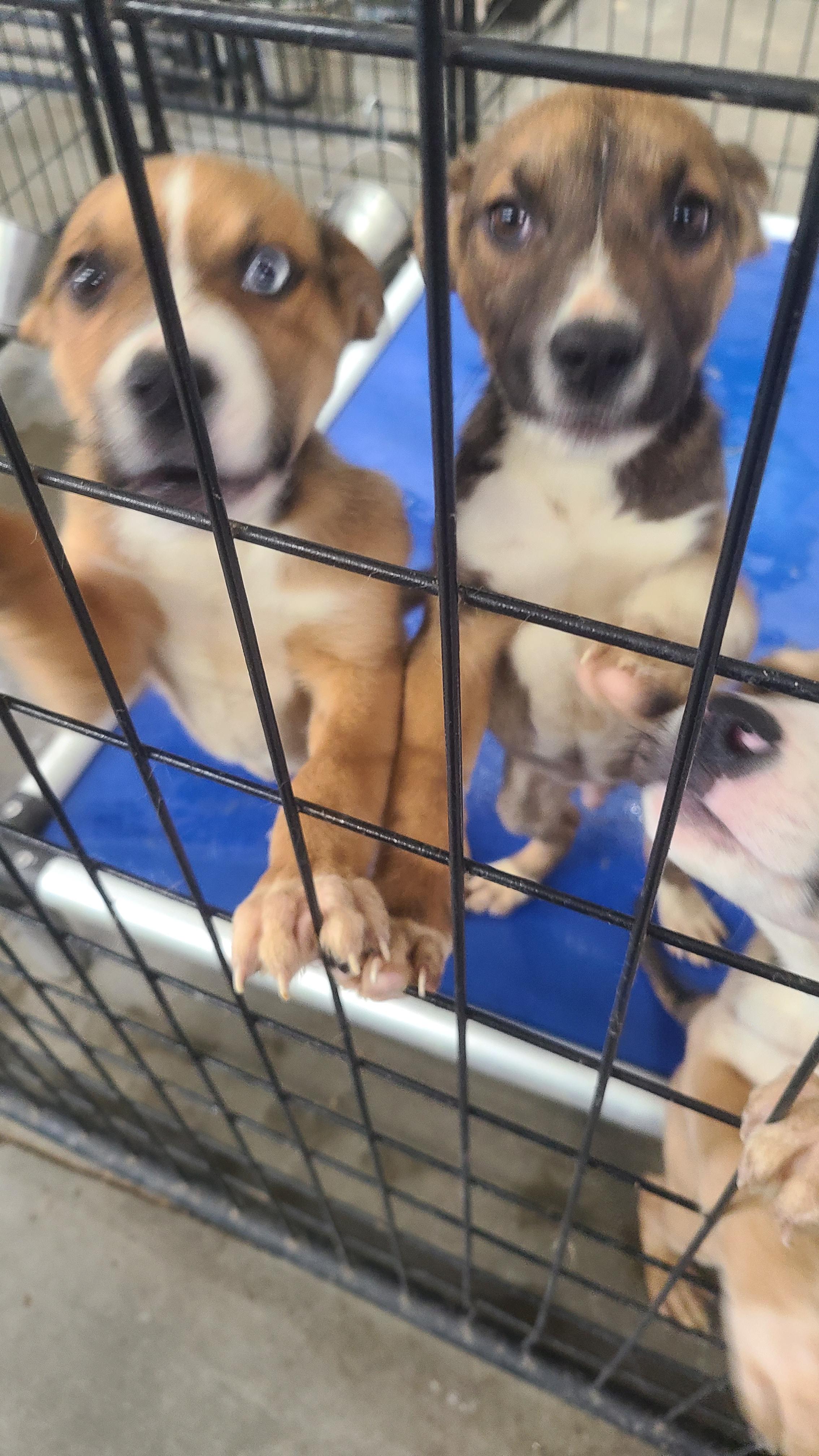 Enlarge DUTTON fka TY, a Adopted mixed breed in Jerome, ID image 1/6