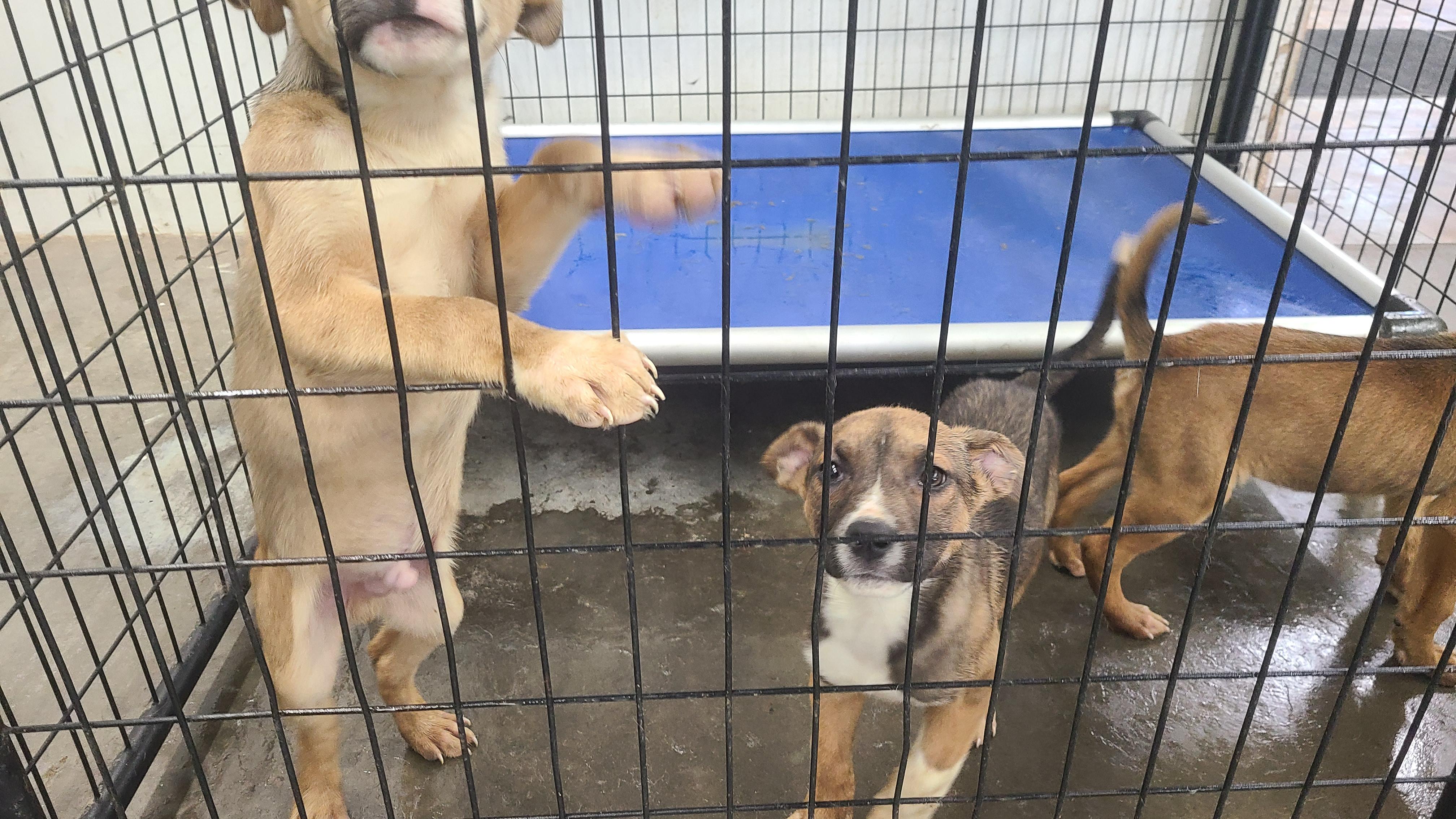 Enlarge DUTTON fka TY, a Adopted mixed breed in Jerome, ID image 4/6