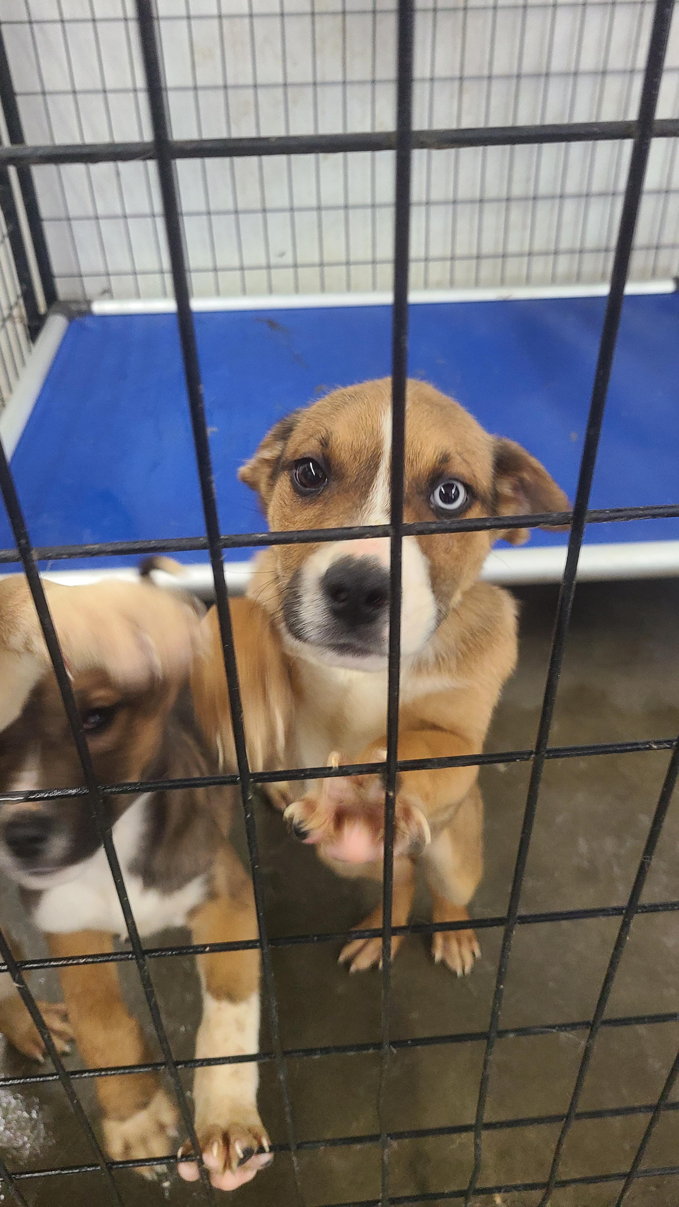 Enlarge DUTTON fka TY, a Adopted mixed breed in Jerome, ID image 5/6