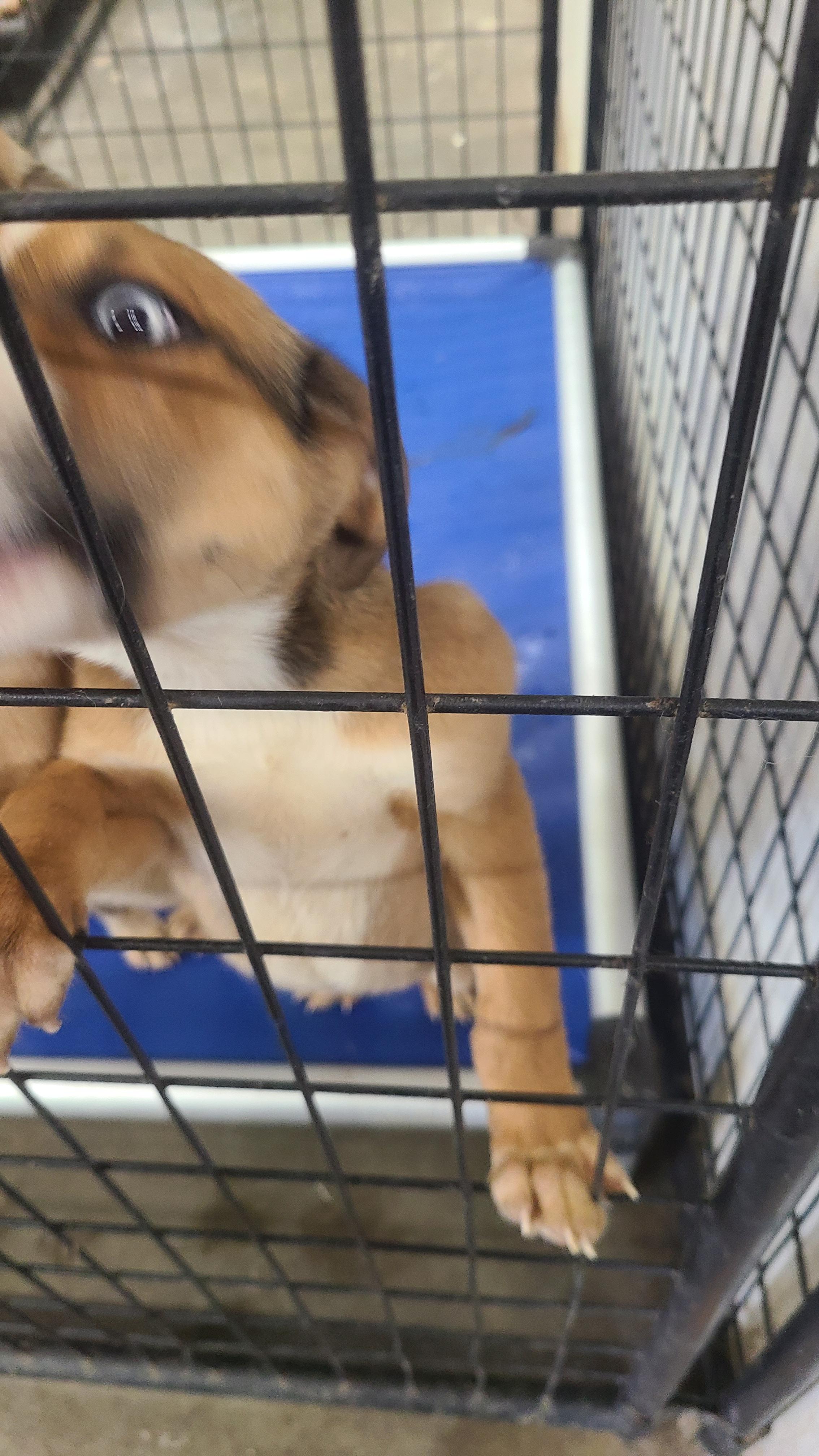 Enlarge DUTTON fka TY, a Adopted mixed breed in Jerome, ID image 6/6