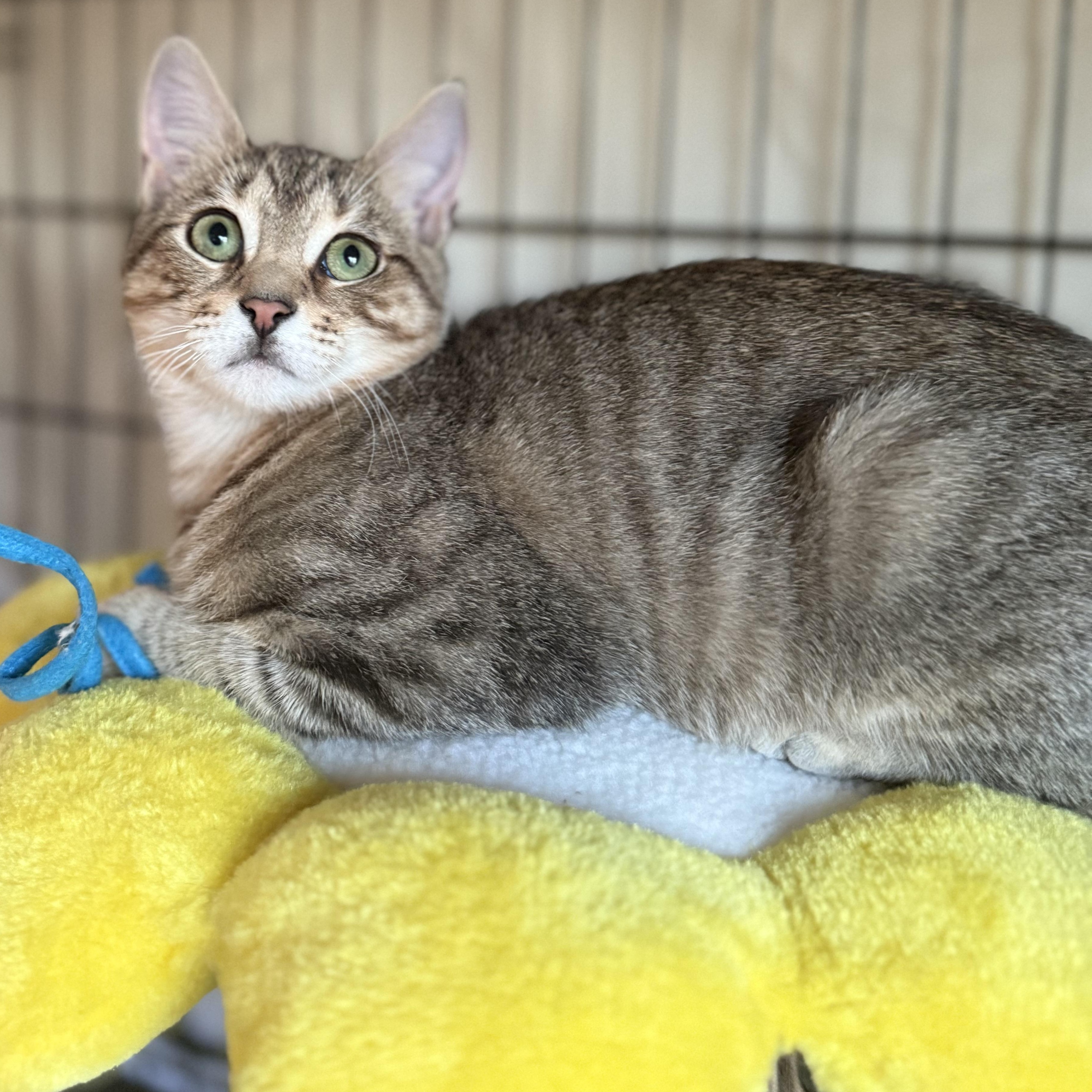 Enlarge Sweet Tooth & Sugar Rush, a ADOPTABLE American Shorthair in Brooklyn, NY image 4/5