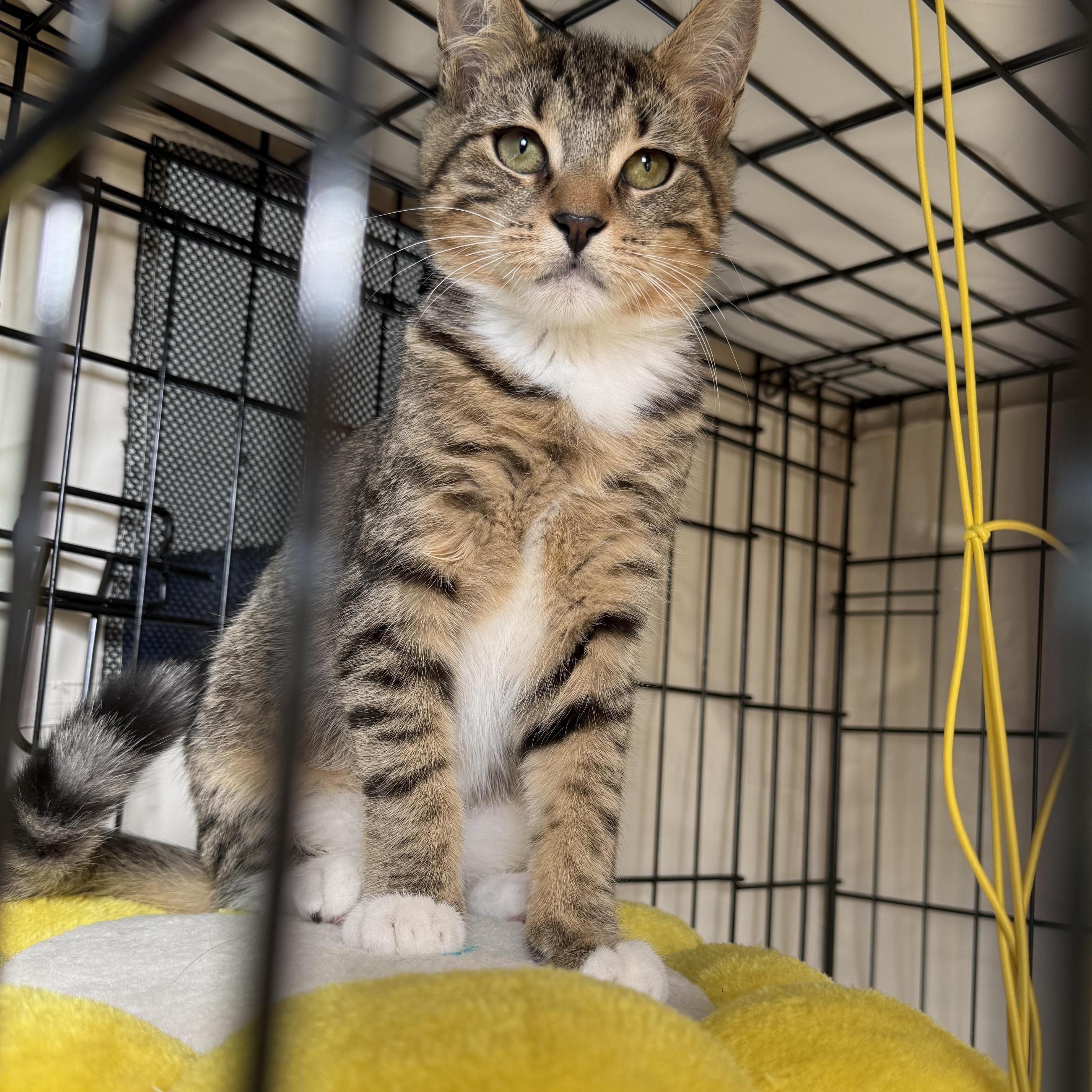 Sweet Tooth & Sugar Rush, ADOPTABLE, Kitten Male American Shorthair.