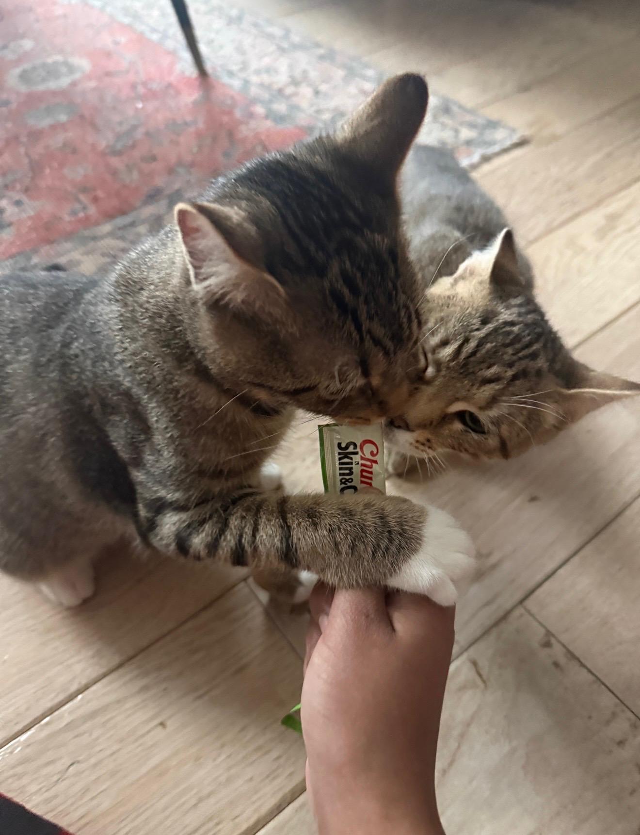 Enlarge Sweet Tooth & Sugar Rush, a ADOPTABLE American Shorthair in Brooklyn, NY image 6/6