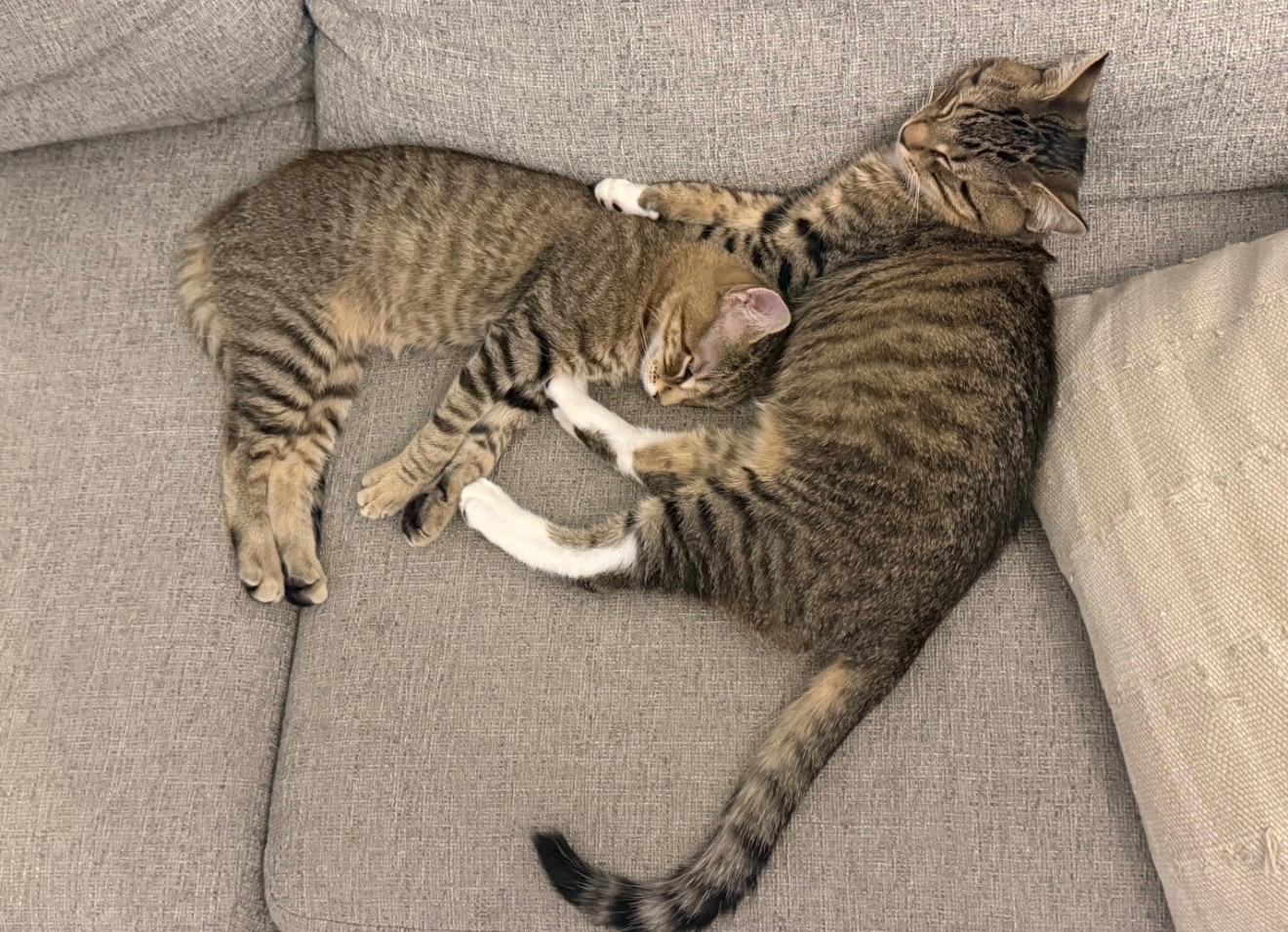 Enlarge Sweet Tooth & Sugar Rush, a ADOPTABLE American Shorthair in Brooklyn, NY image 2/6