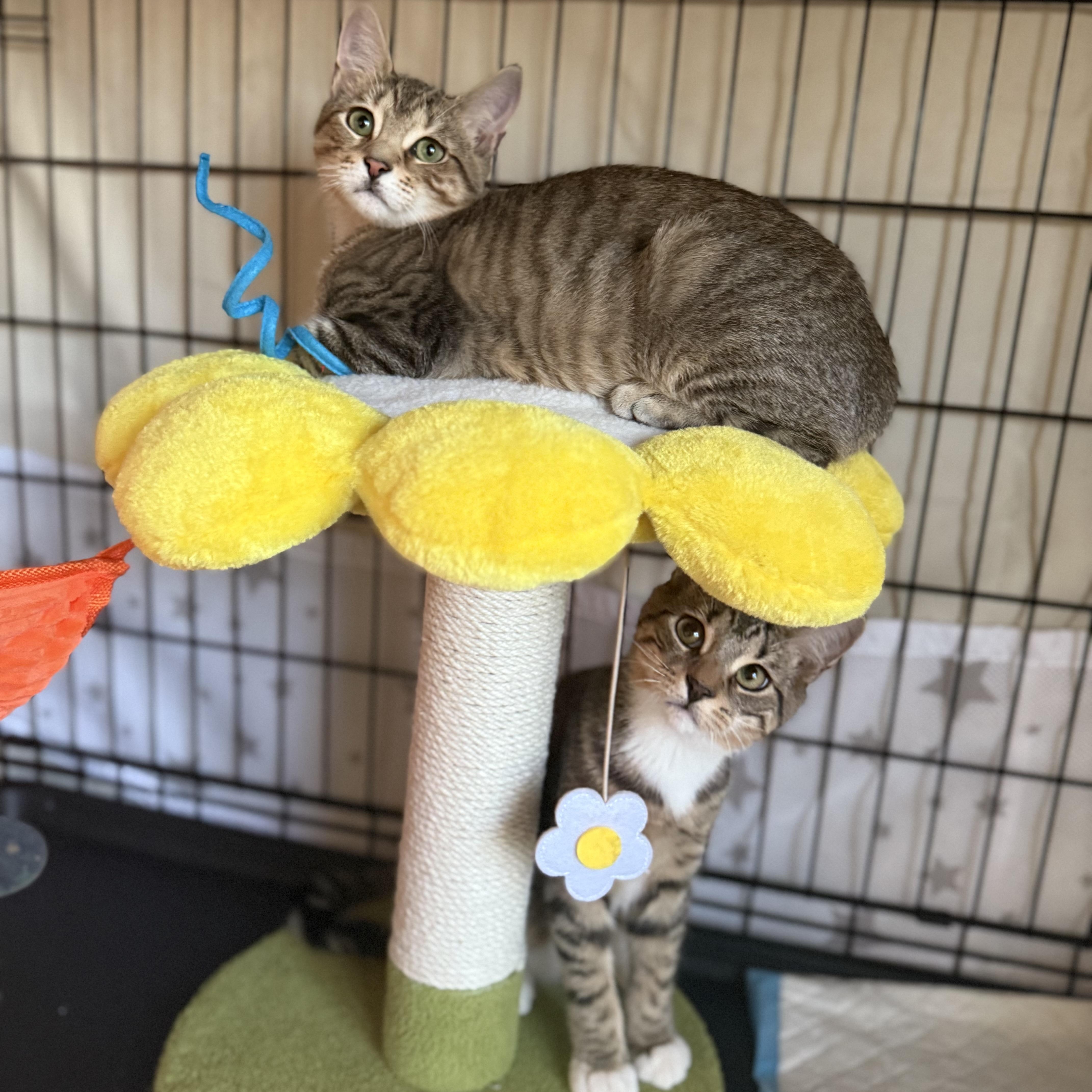 Enlarge Sweet Tooth & Sugar Rush, a ADOPTABLE American Shorthair in Brooklyn, NY image 2/5