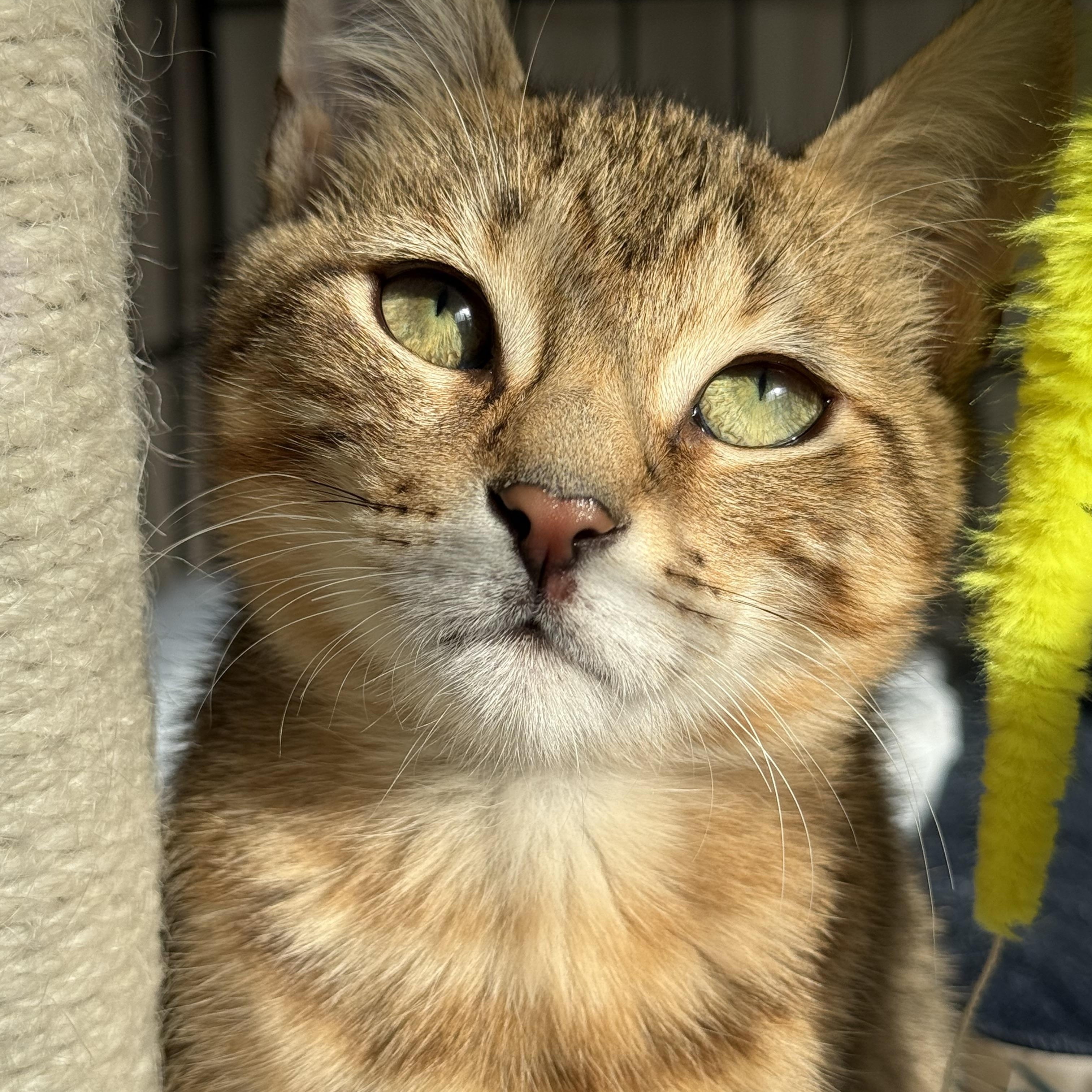 Enlarge Sweet Tooth & Sugar Rush, a ADOPTABLE American Shorthair in Brooklyn, NY image 3/5