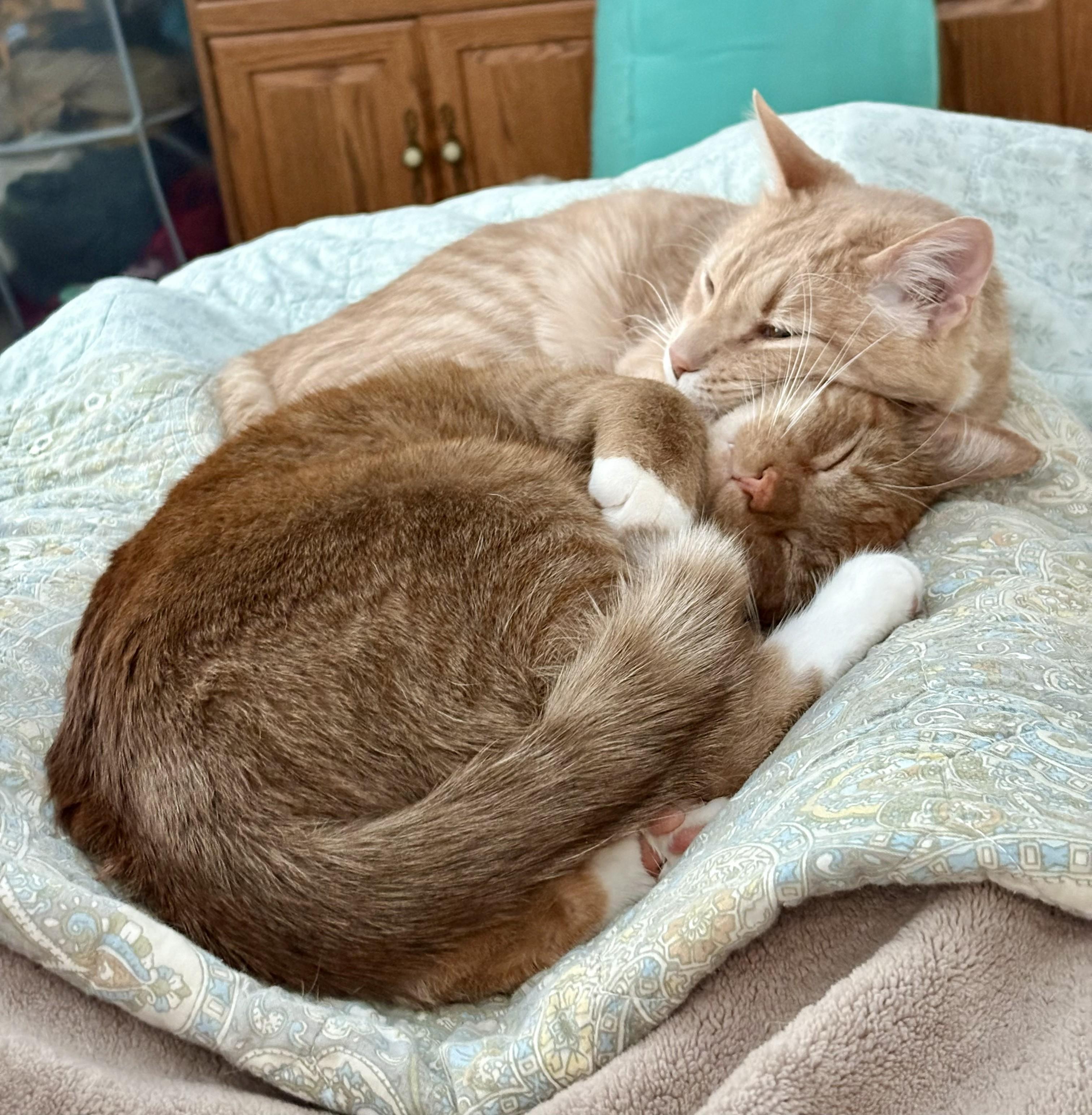 Enlarge Atlas and Braeburn, a ADOPTABLE Domestic Short Hair in Wayland, MA image 6/6
