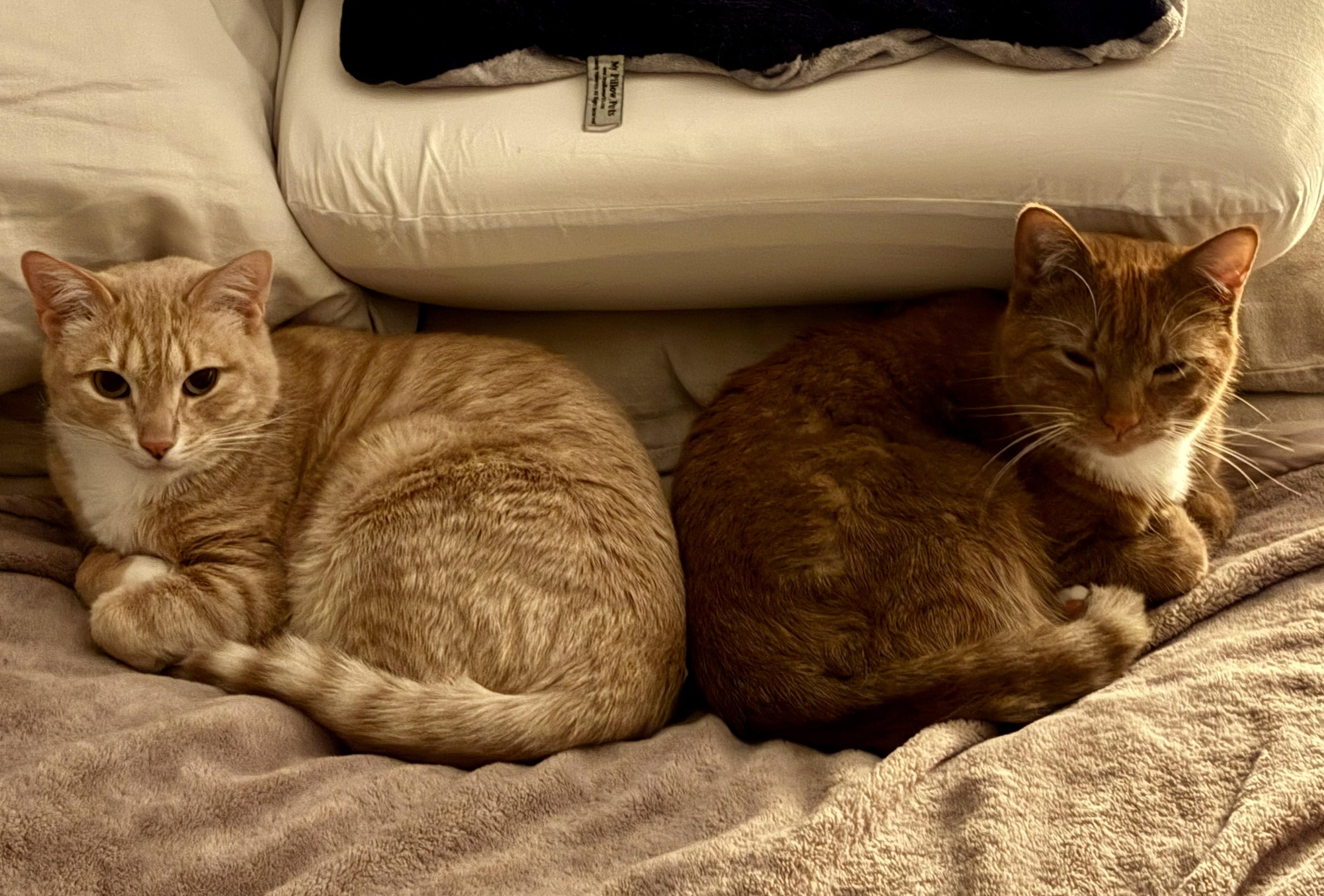 Atlas and Braeburn, ADOPTABLE, Young Male Domestic Short Hair.