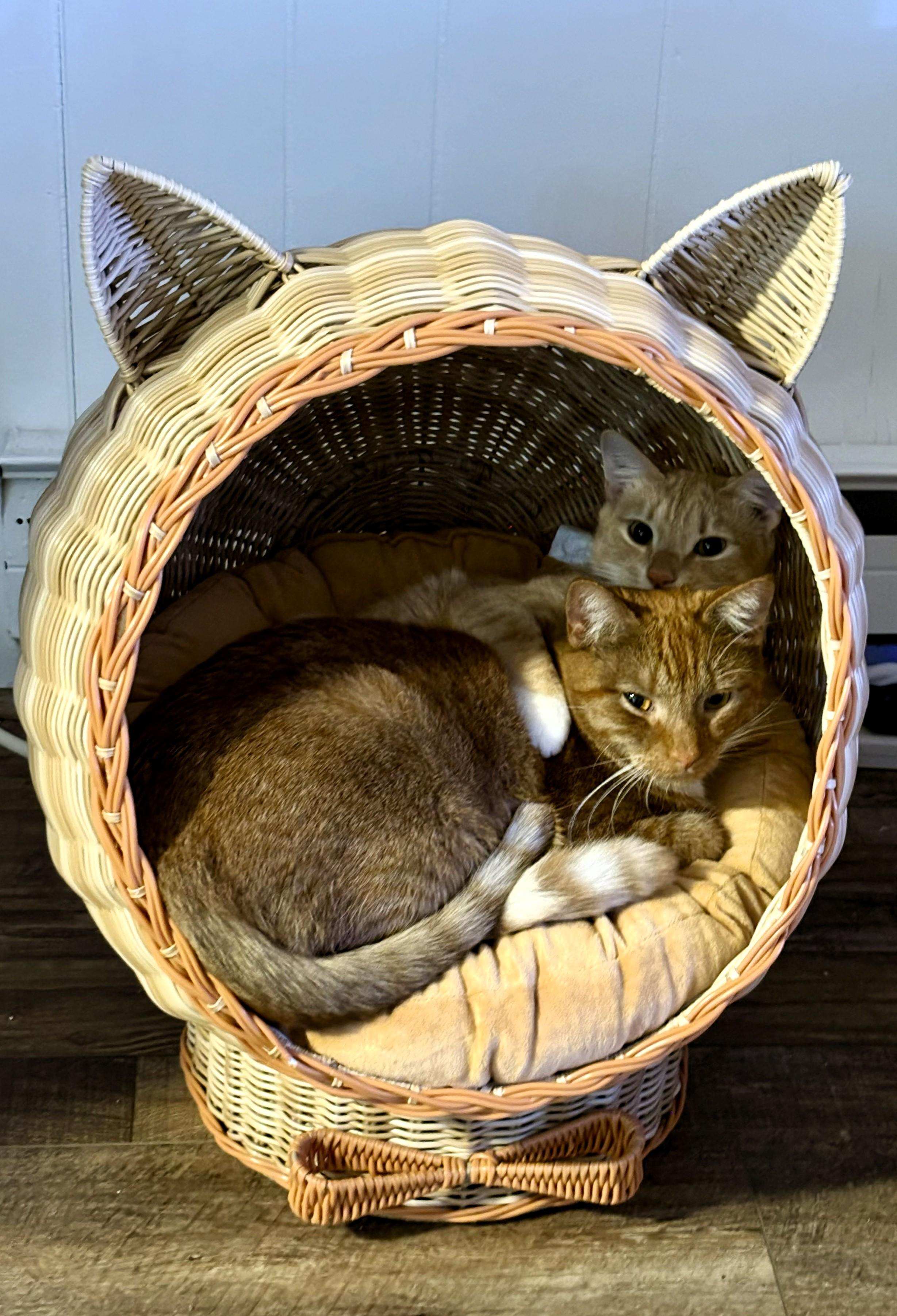 Enlarge Atlas and Braeburn, a ADOPTABLE Domestic Short Hair in Wayland, MA image 3/6