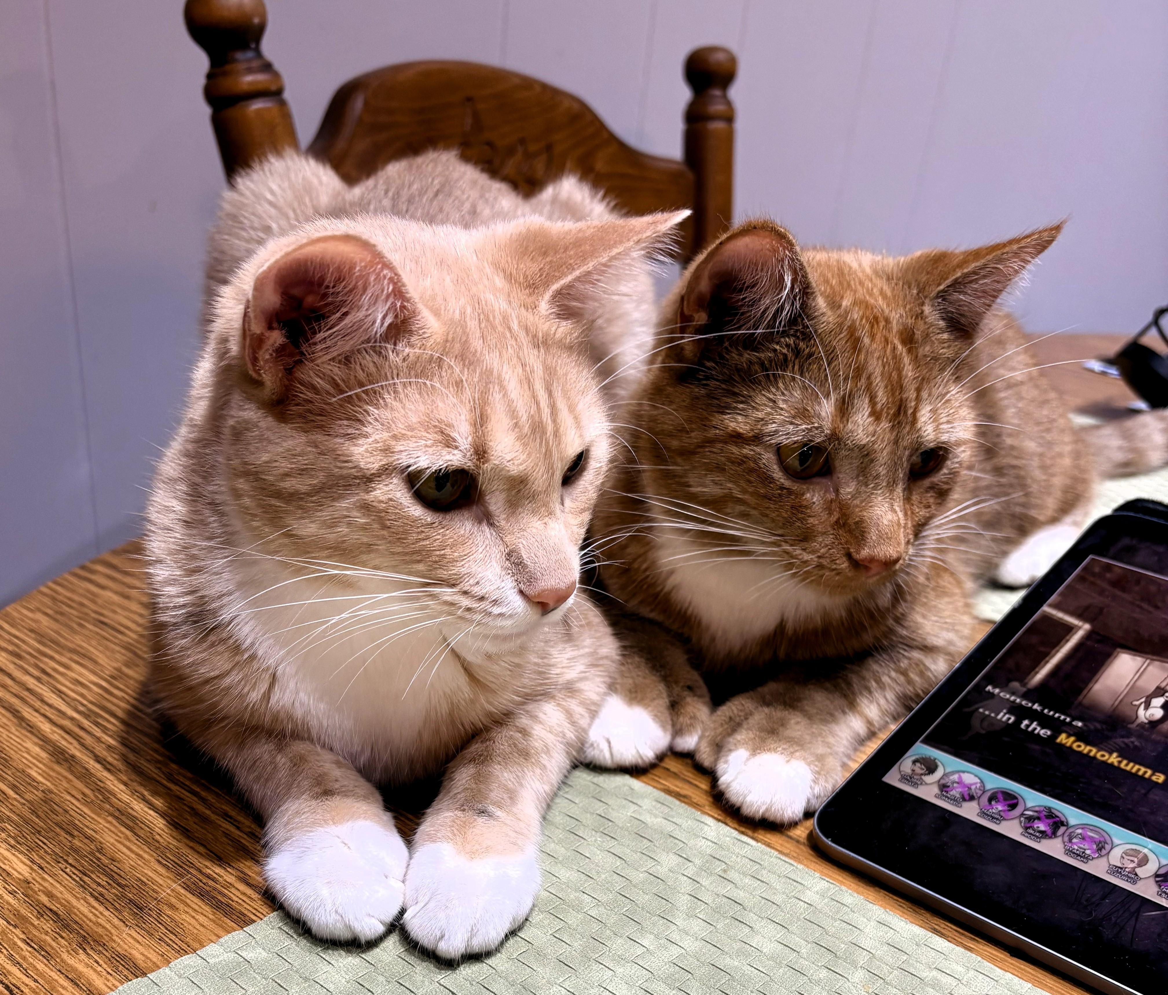 Enlarge Atlas and Braeburn, a ADOPTABLE Domestic Short Hair in Wayland, MA image 2/6