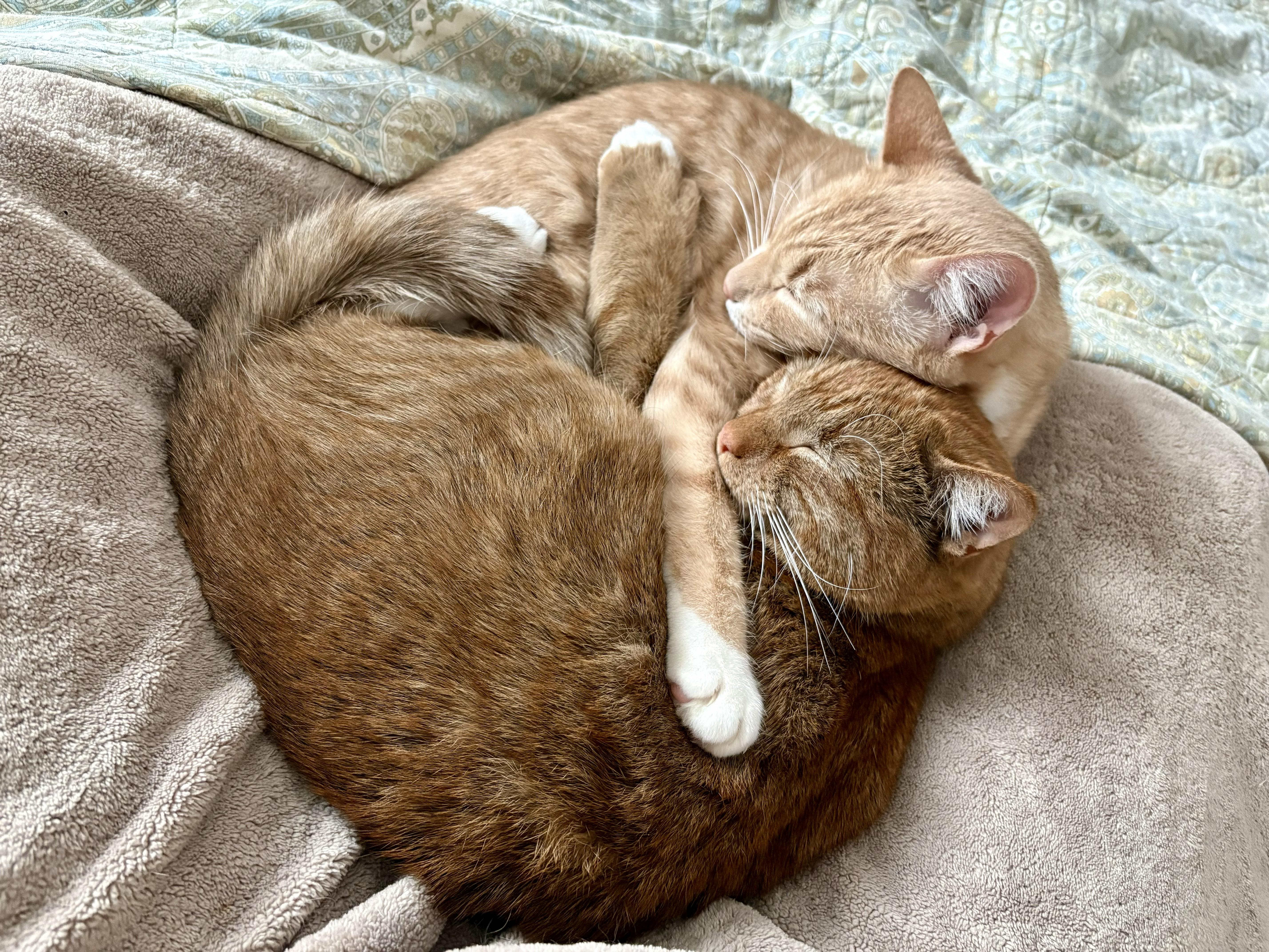 Enlarge Atlas and Braeburn, a ADOPTABLE Domestic Short Hair in Wayland, MA image 5/6