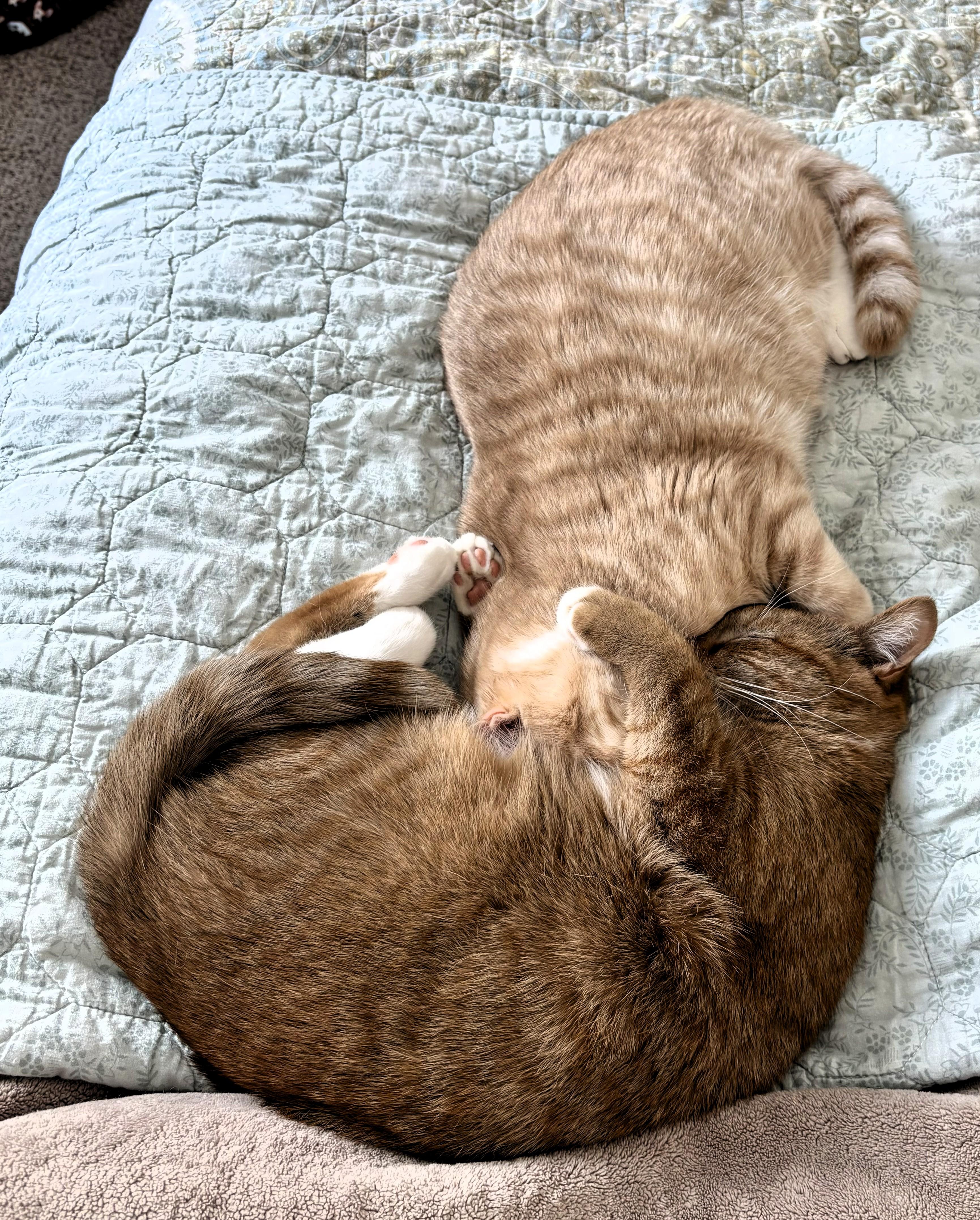 Enlarge Atlas and Braeburn, a ADOPTABLE Domestic Short Hair in Wayland, MA image 4/6