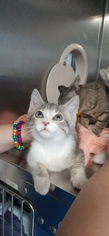 Enlarge Dunkin, a Adoptable Domestic Short Hair in Georgetown, OH image 1/1