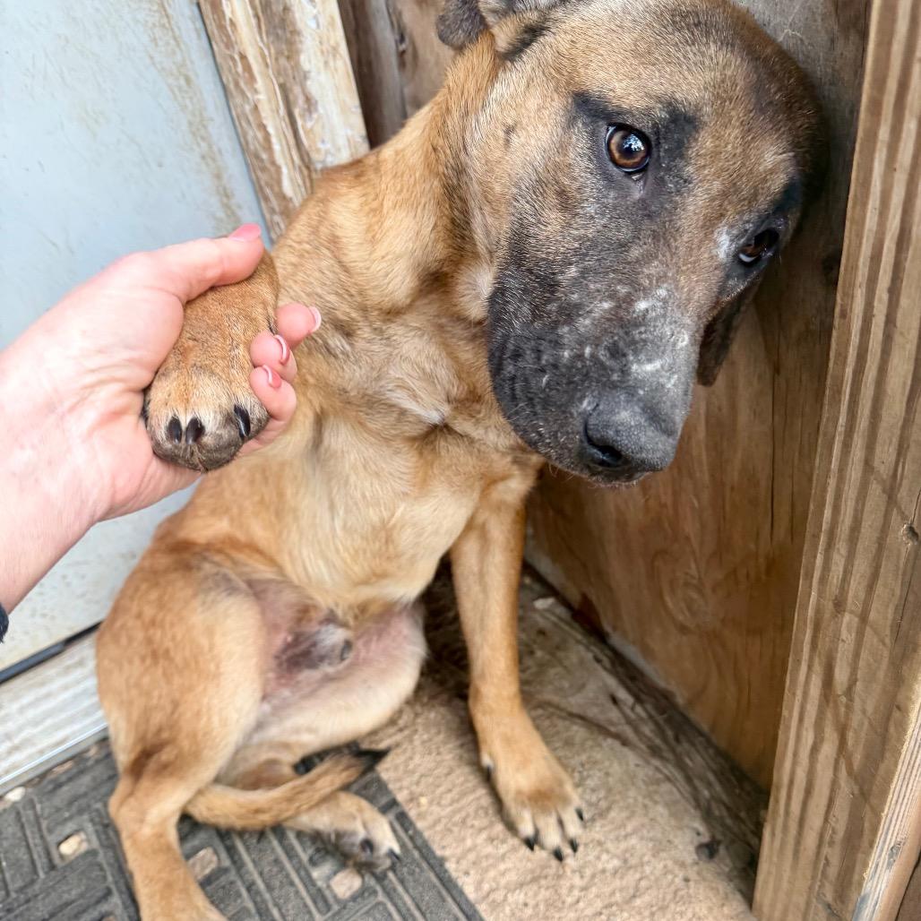 Mr Howler, Adoptable, Adult Male Pit Bull Terrier & Mixed Breed.