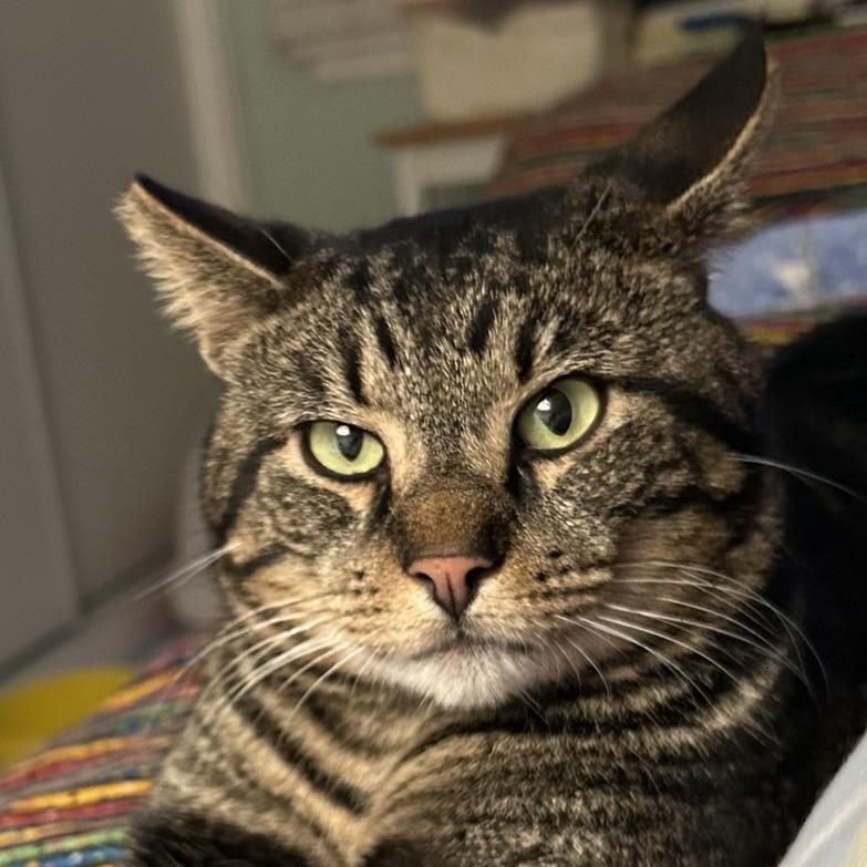 Ziggy — thumbnail 2