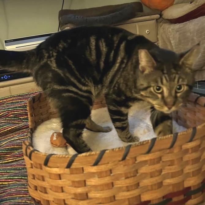 Ziggy — thumbnail 3