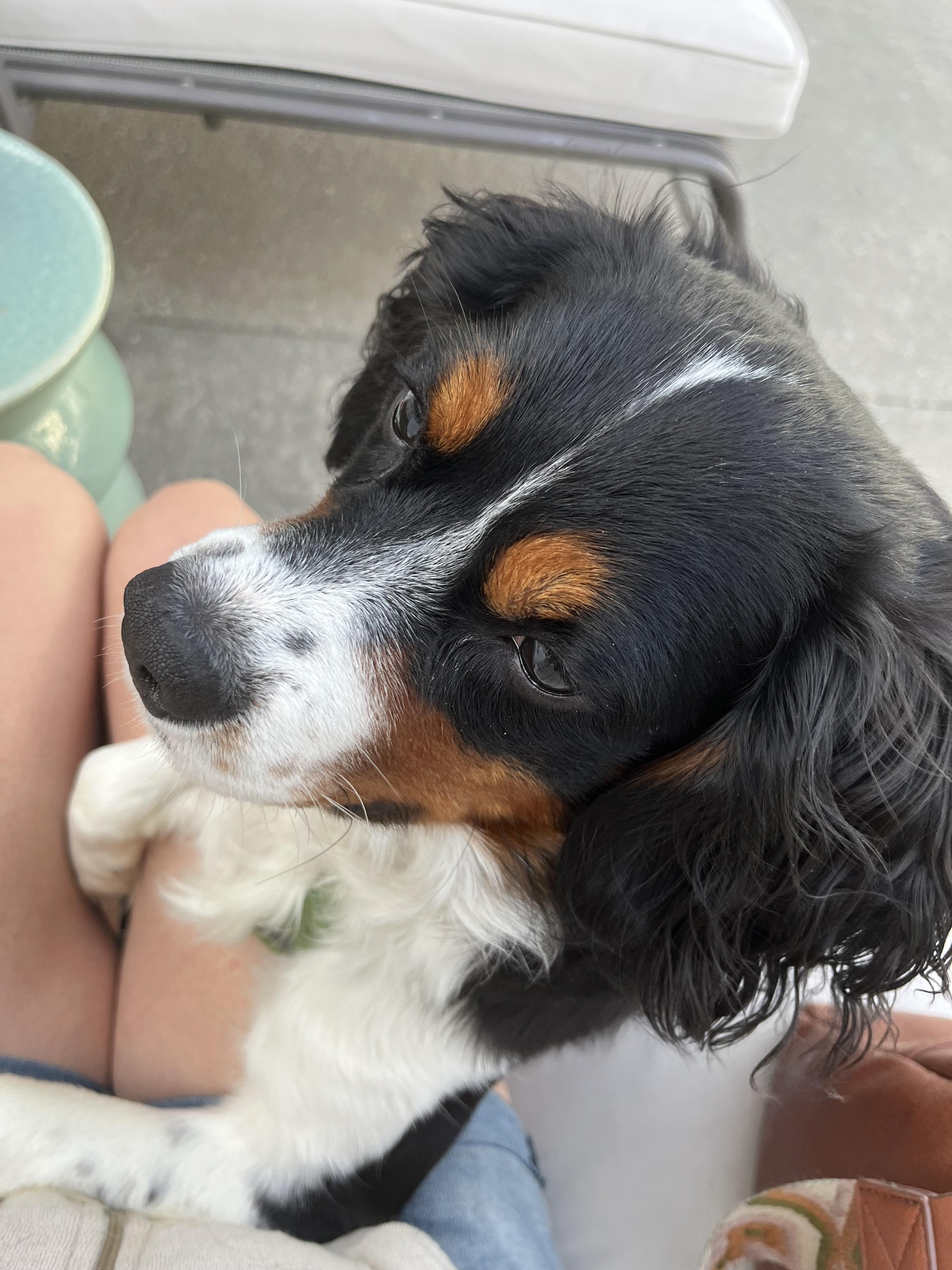 Maitreya, Adoptable, Young Male Cavalier King Charles Spaniel & Bernese Mountain Dog.