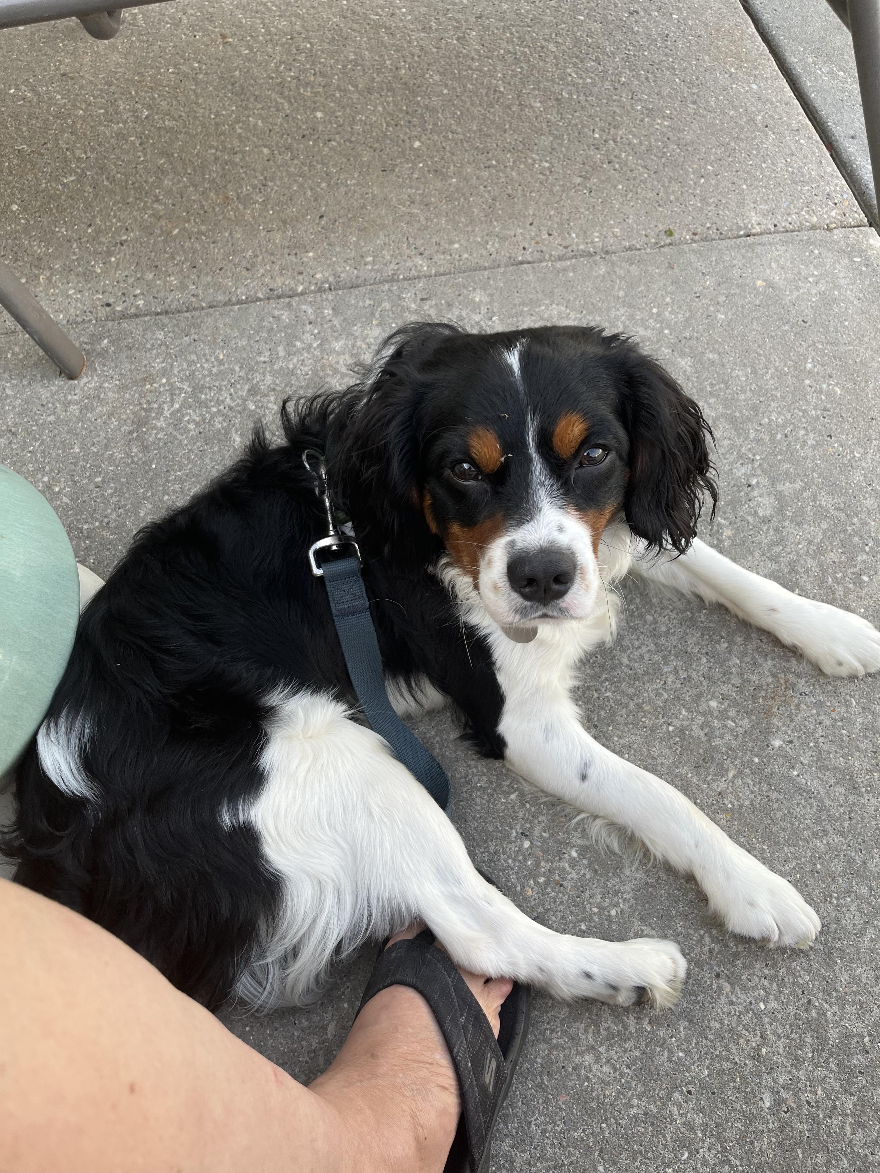 Maitreya, a Adoptable mixed breed in Melville, NY image 2/3