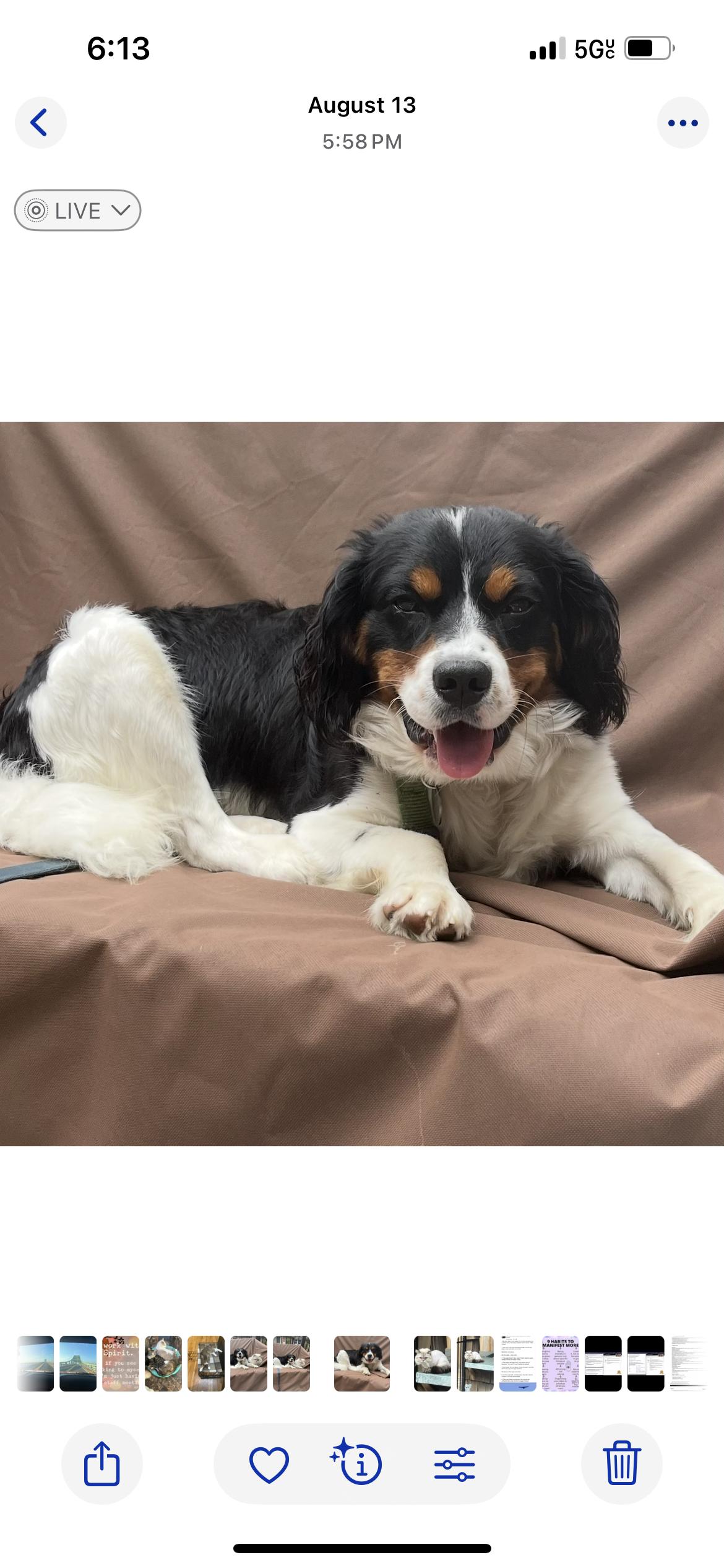 Maitreya, a Adoptable mixed breed in Melville, NY image 3/3