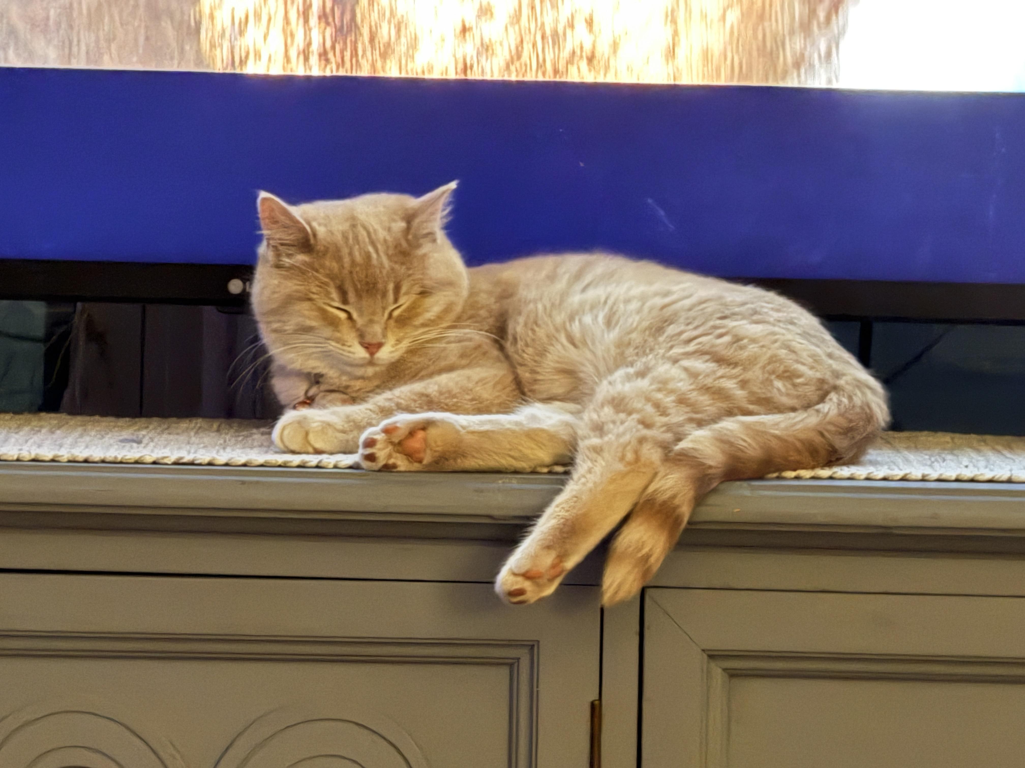 Enlarge Creamsicle , an adopted Tabby in GALESVILLE, WI image 2/5