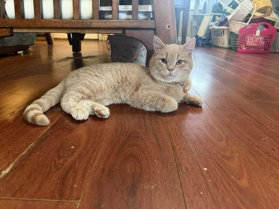Enlarge Creamsicle , an adopted Tabby in GALESVILLE, WI image 1/5
