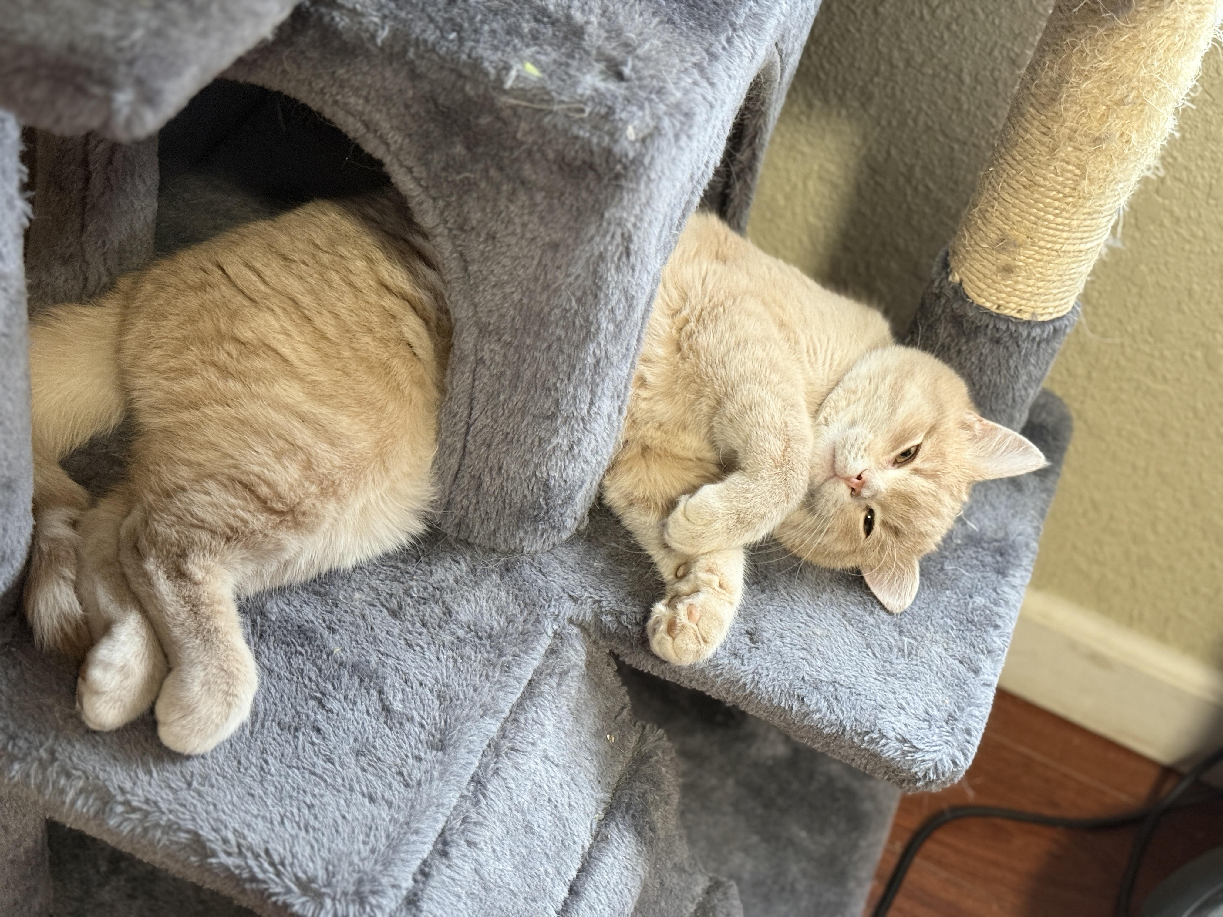 Enlarge Creamsicle , an adopted Tabby in GALESVILLE, WI image 3/5