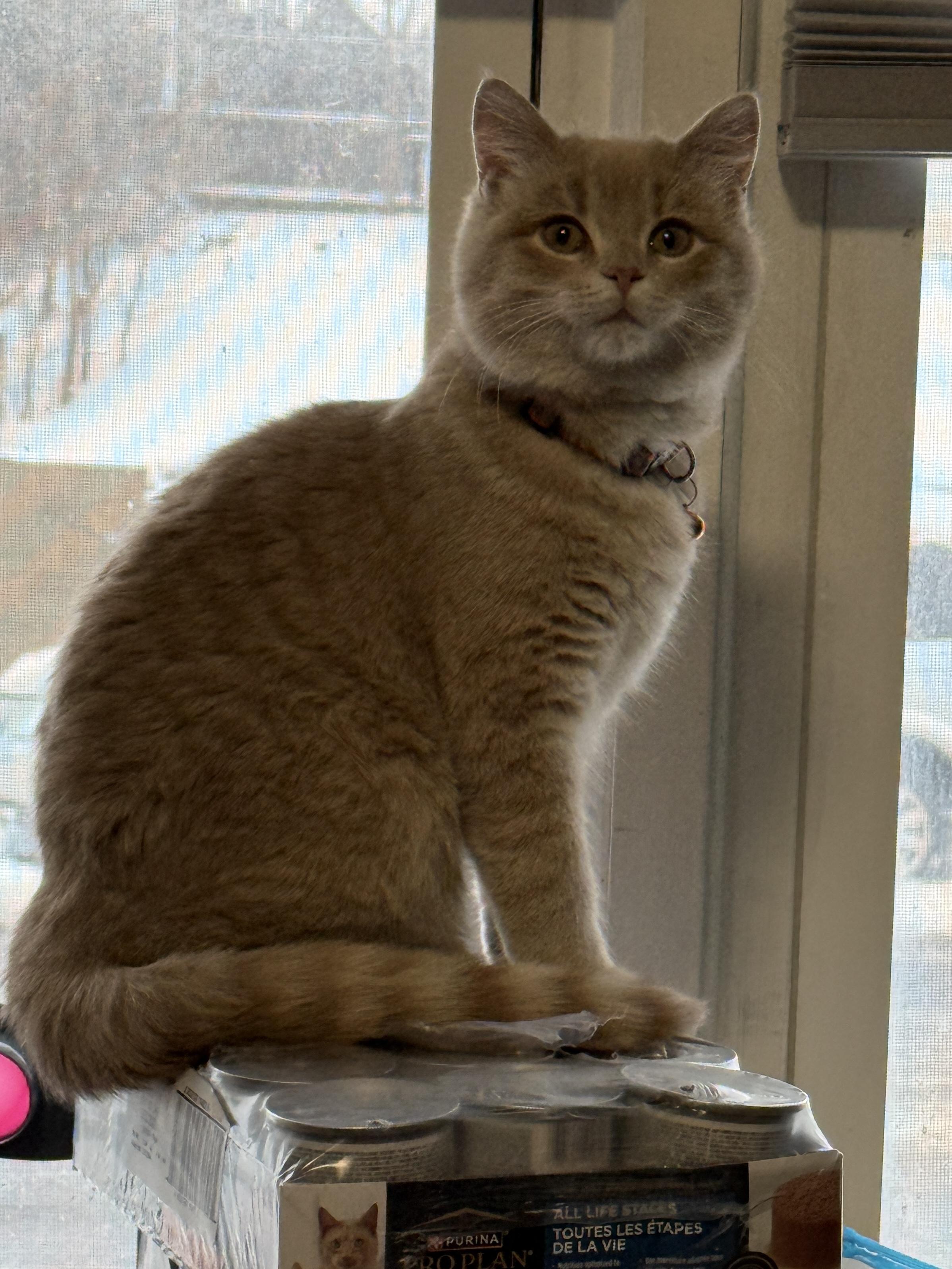Enlarge Creamsicle , an adopted Tabby in GALESVILLE, WI image 4/5