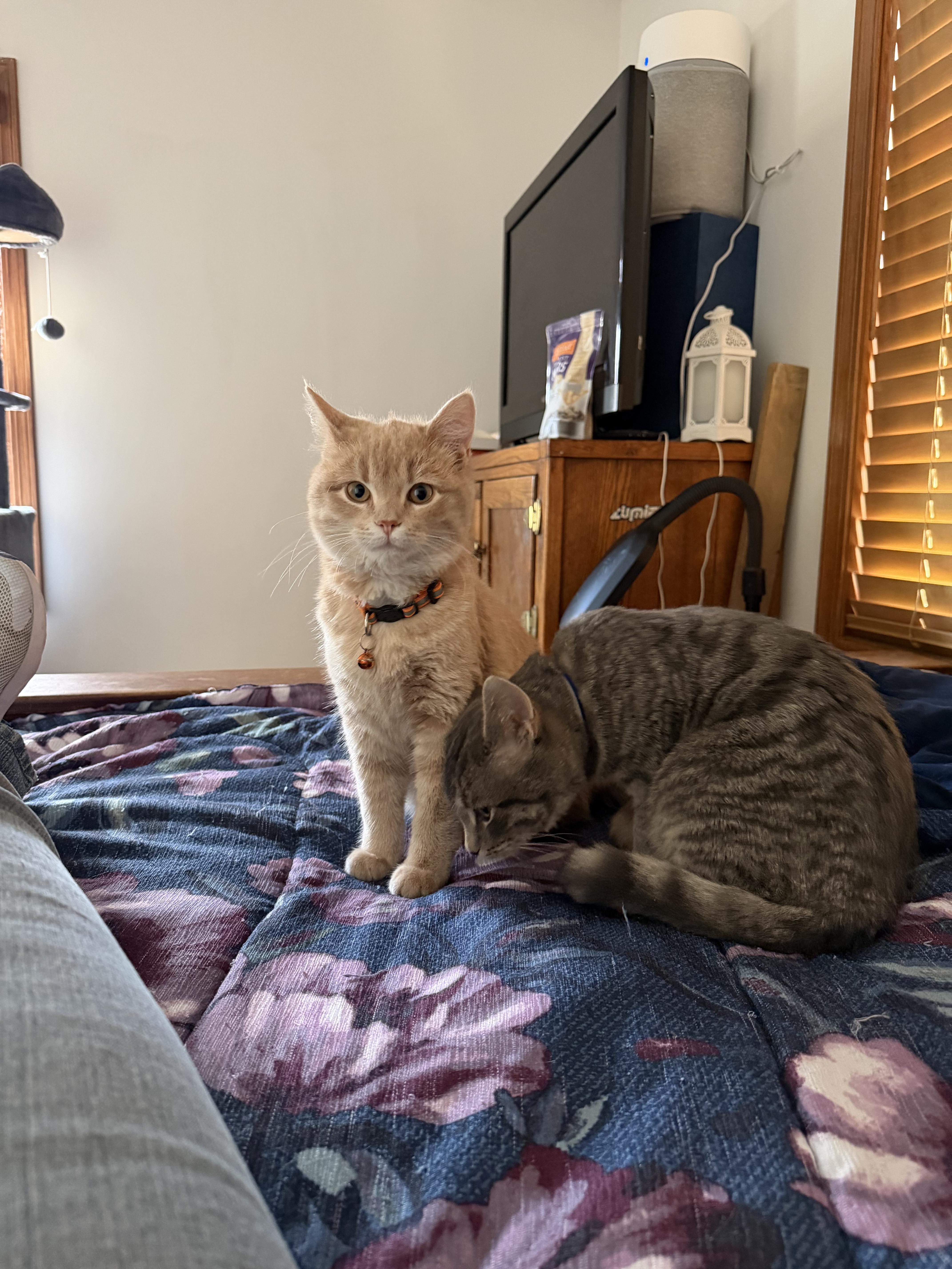 Enlarge Creamsicle , an adopted Tabby in GALESVILLE, WI image 5/5