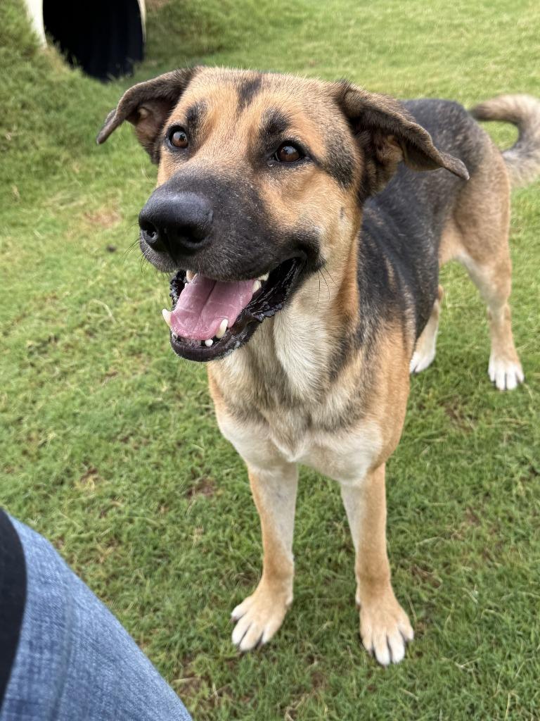 Duke, Adoptable, Young Male German Shepherd Dog & Shepherd.