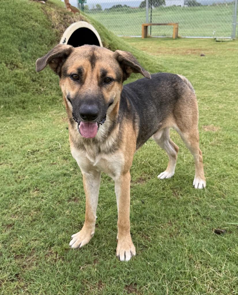 Enlarge Duke, a Adoptable mixed breed in Glen Rose, TX image 2/4