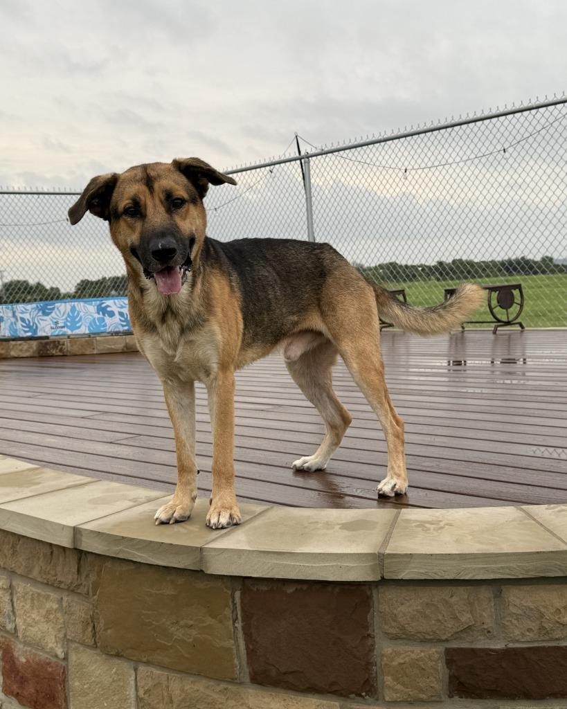 Enlarge Duke, a Adoptable mixed breed in Glen Rose, TX image 3/4