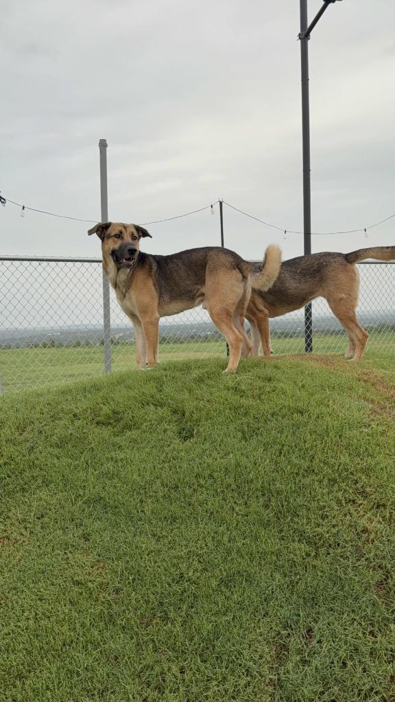 Enlarge Duke, a Adoptable mixed breed in Glen Rose, TX image 4/4