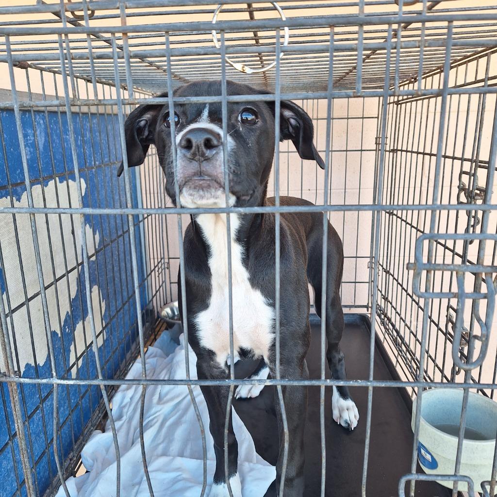 Enlarge Jenny, a Adoptable mixed breed in Gautier, MS image 2/3