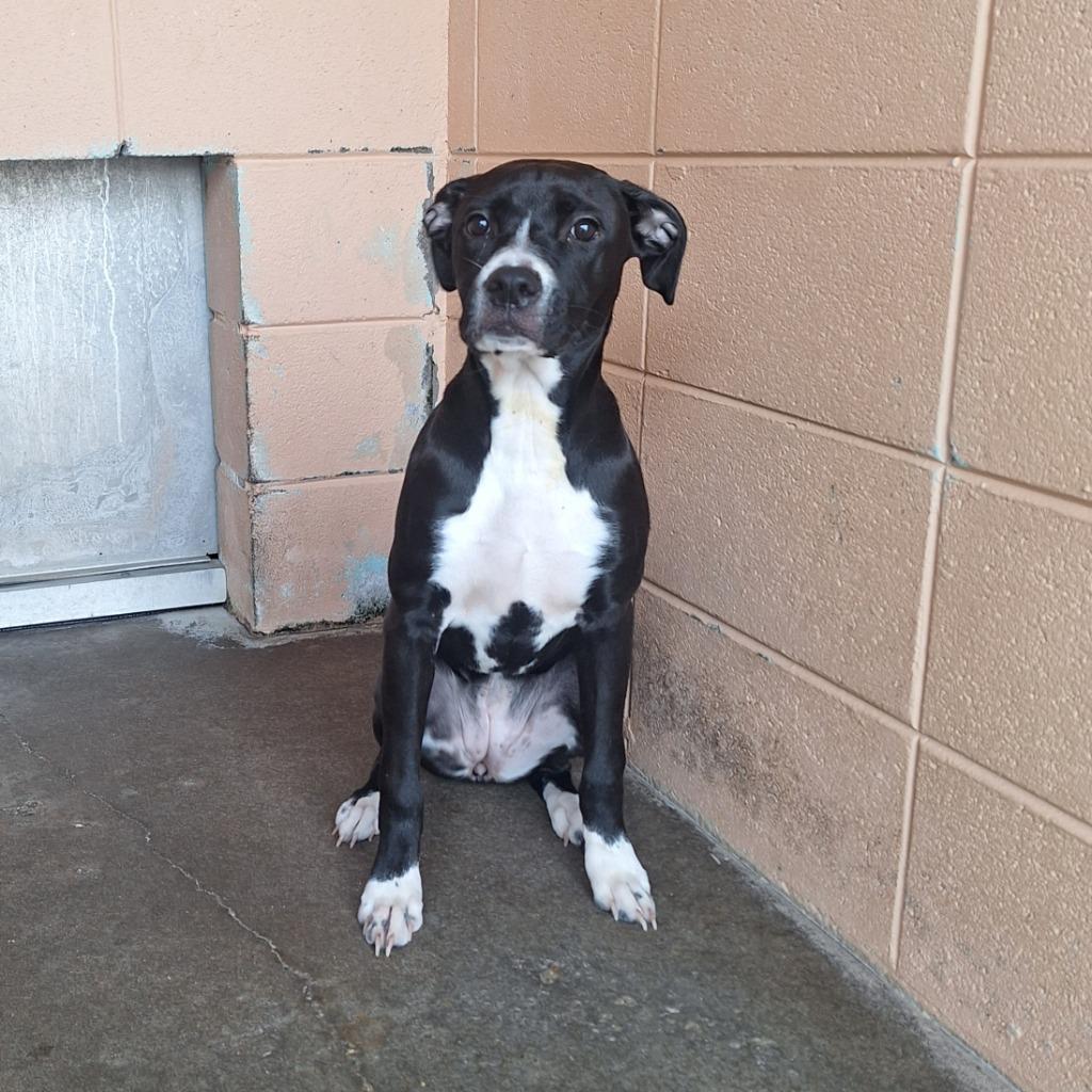 Enlarge Jenny, a Adoptable mixed breed in Gautier, MS image 3/3