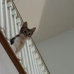 Enlarge Fairytale, an adopted Domestic Short Hair in Richmond, VA image 3/5