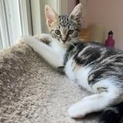 Enlarge Fairytale, an adopted Domestic Short Hair in Richmond, VA image 1/5