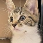 Enlarge Fairytale, an adopted Domestic Short Hair in Richmond, VA image 2/5
