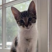 Enlarge Fairytale, an adopted Domestic Short Hair in Richmond, VA image 5/5