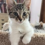 Enlarge Fairytale, an adopted Domestic Short Hair in Richmond, VA image 4/5