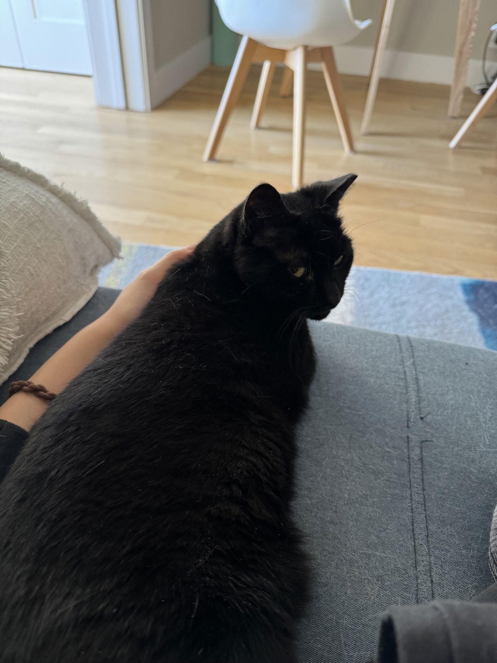 Michelle and Pearl, Adoptable, Adult Female Domestic Short Hair.