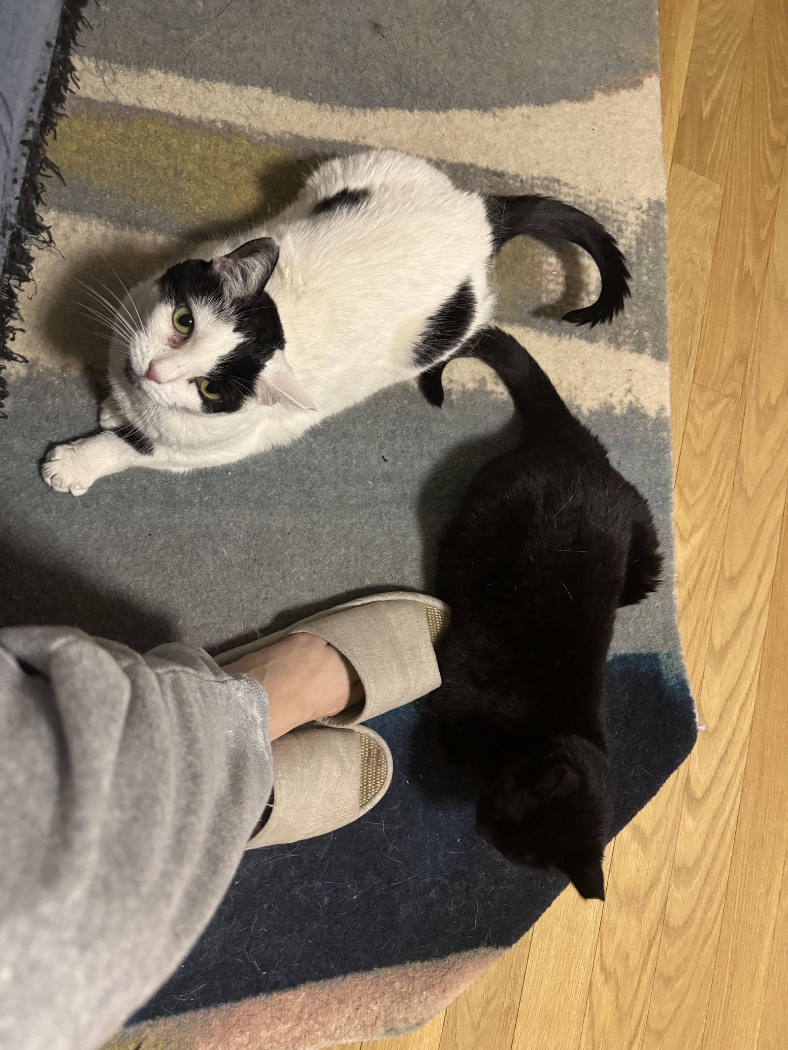 Michelle and Pearl, a Adoptable Domestic Short Hair in Brooklyn, NY image 2/3