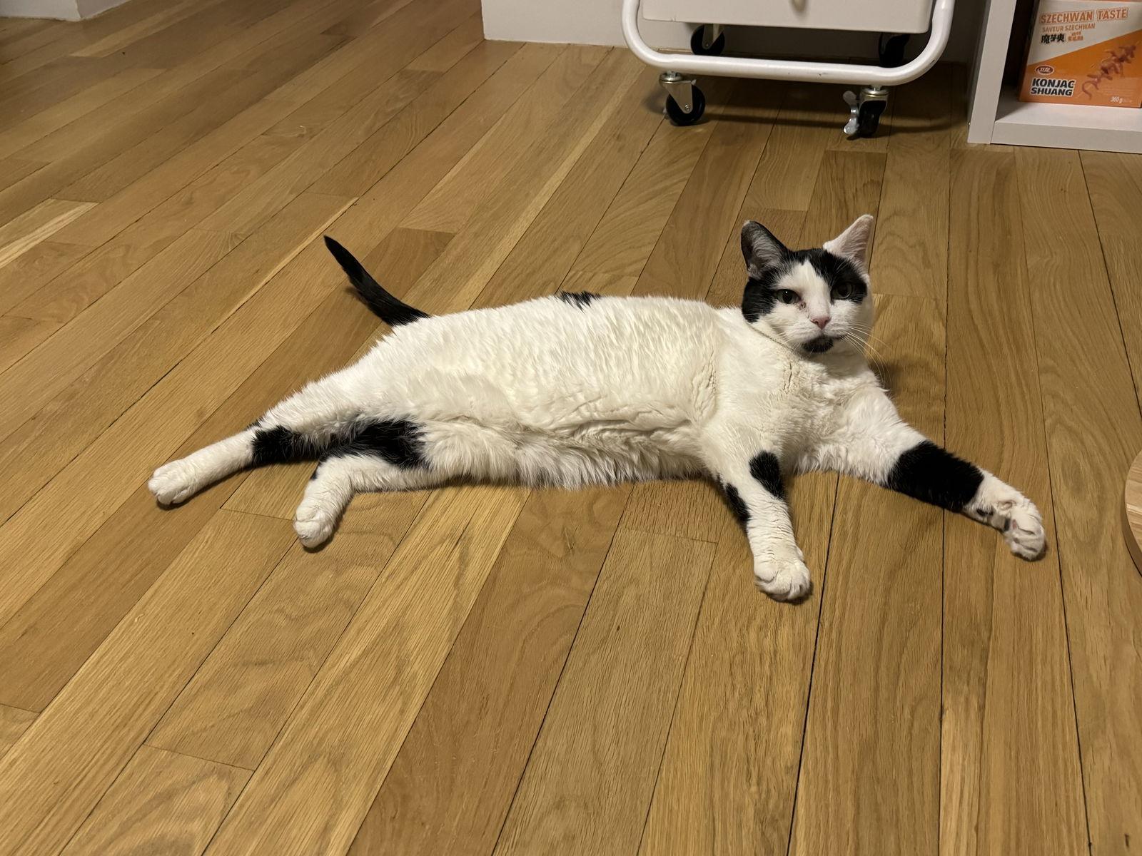 Enlarge Michelle and Pearl, a Adoptable Domestic Short Hair in Brooklyn, NY image 2/3