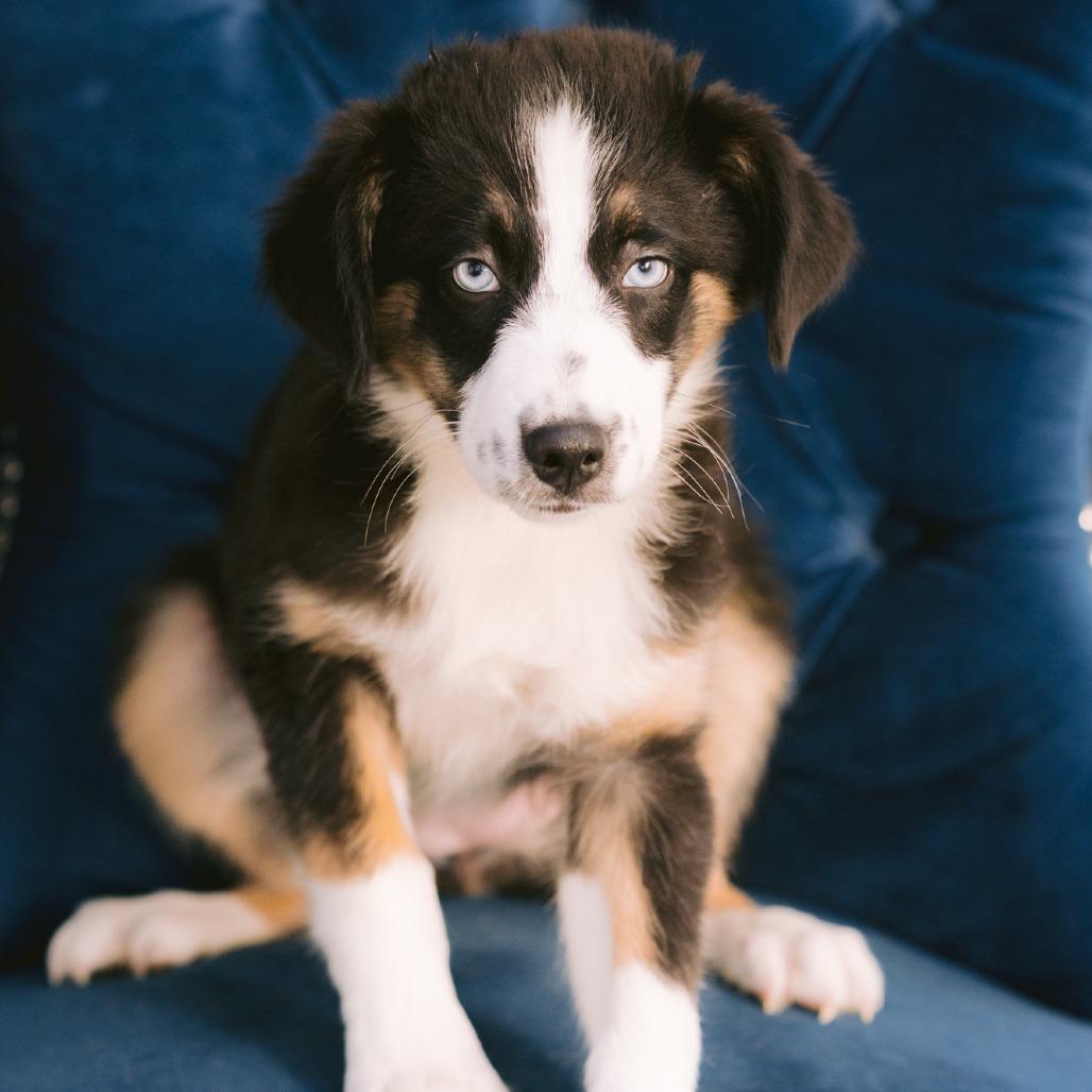 Enlarge Banjo, a Adoptable Australian Shepherd in Zionsville, IN image 1/1